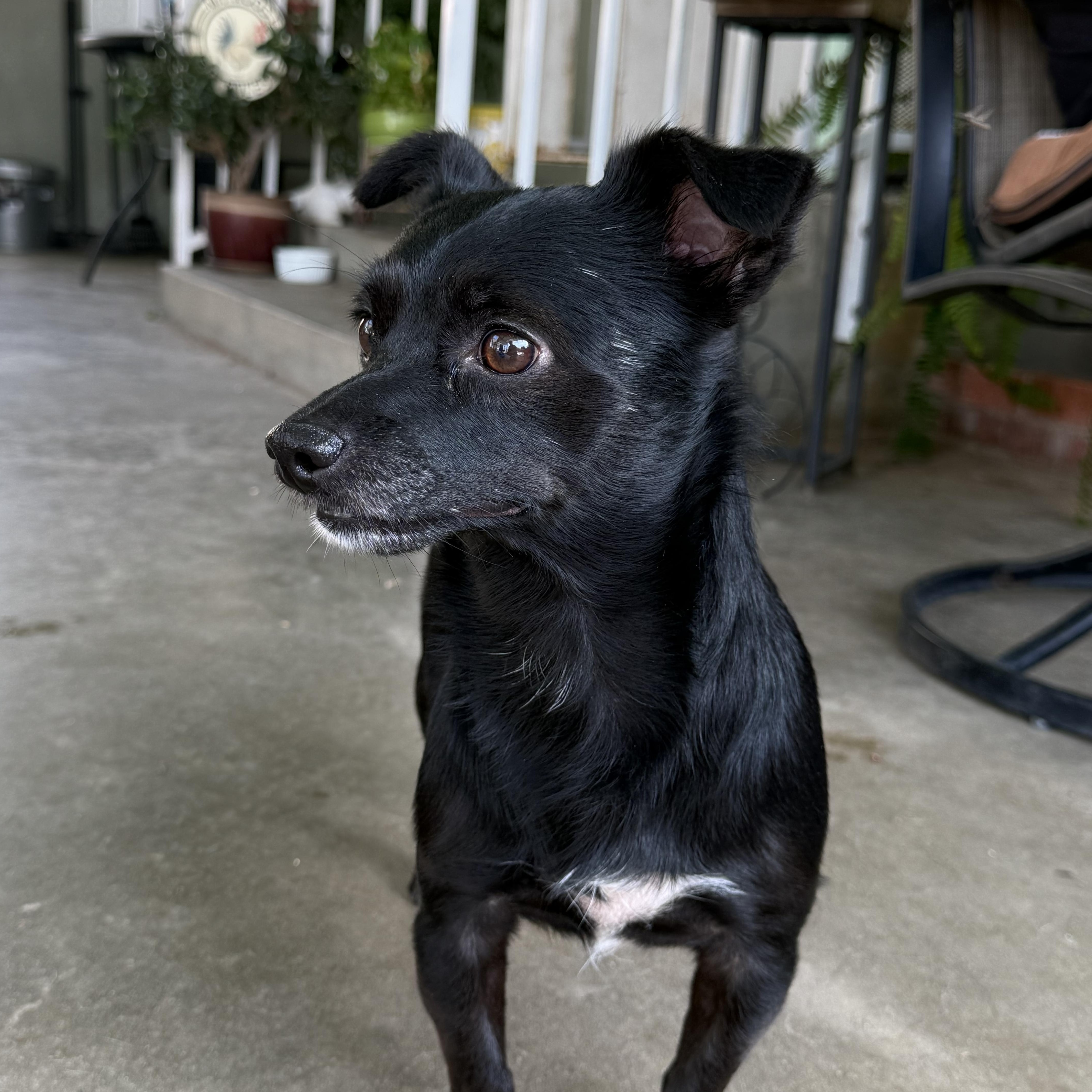 Enlarge Romeo 2, a ADOPTABLE mixed breed in modesto, CA image 2/6