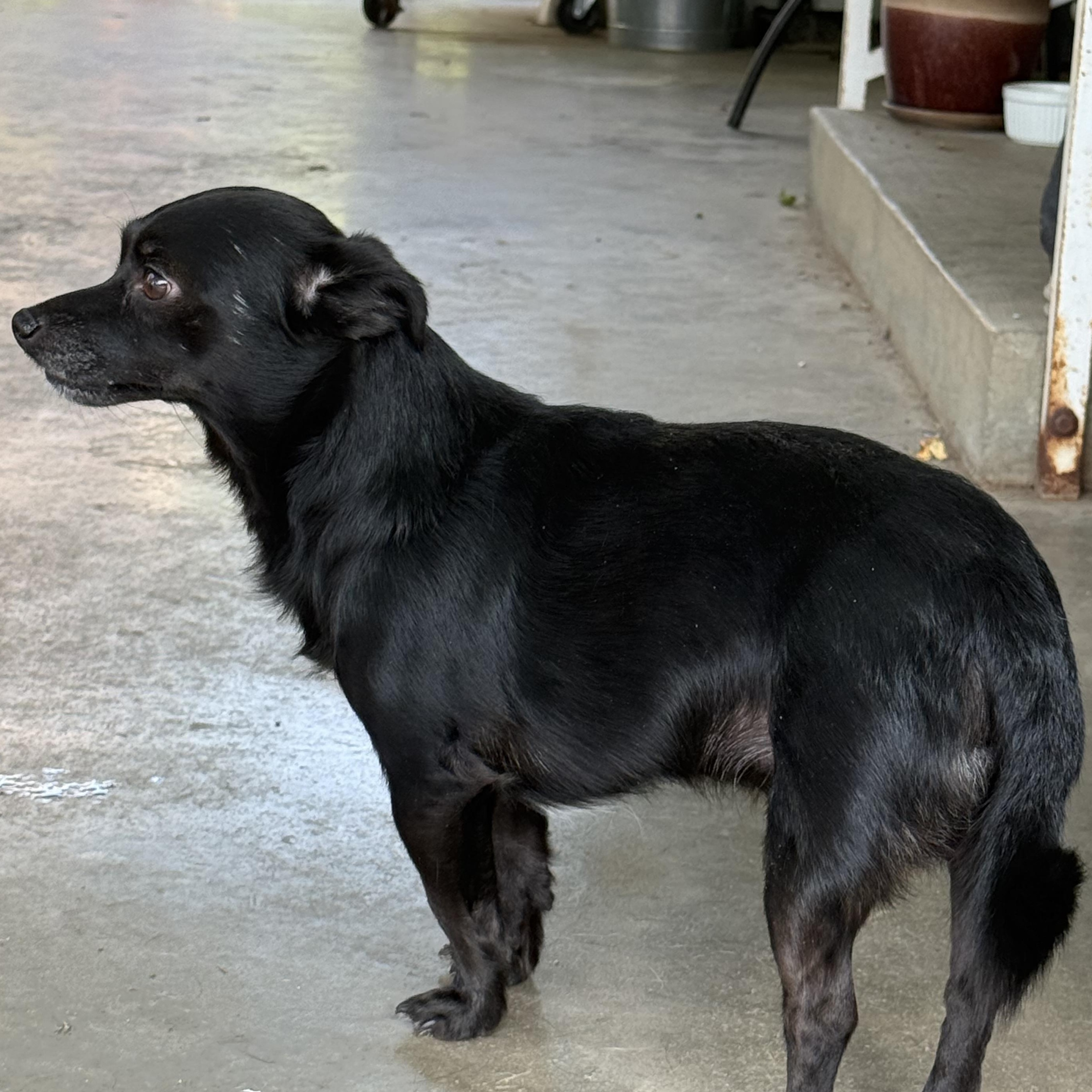 Enlarge Romeo 2, a ADOPTABLE mixed breed in modesto, CA image 4/6