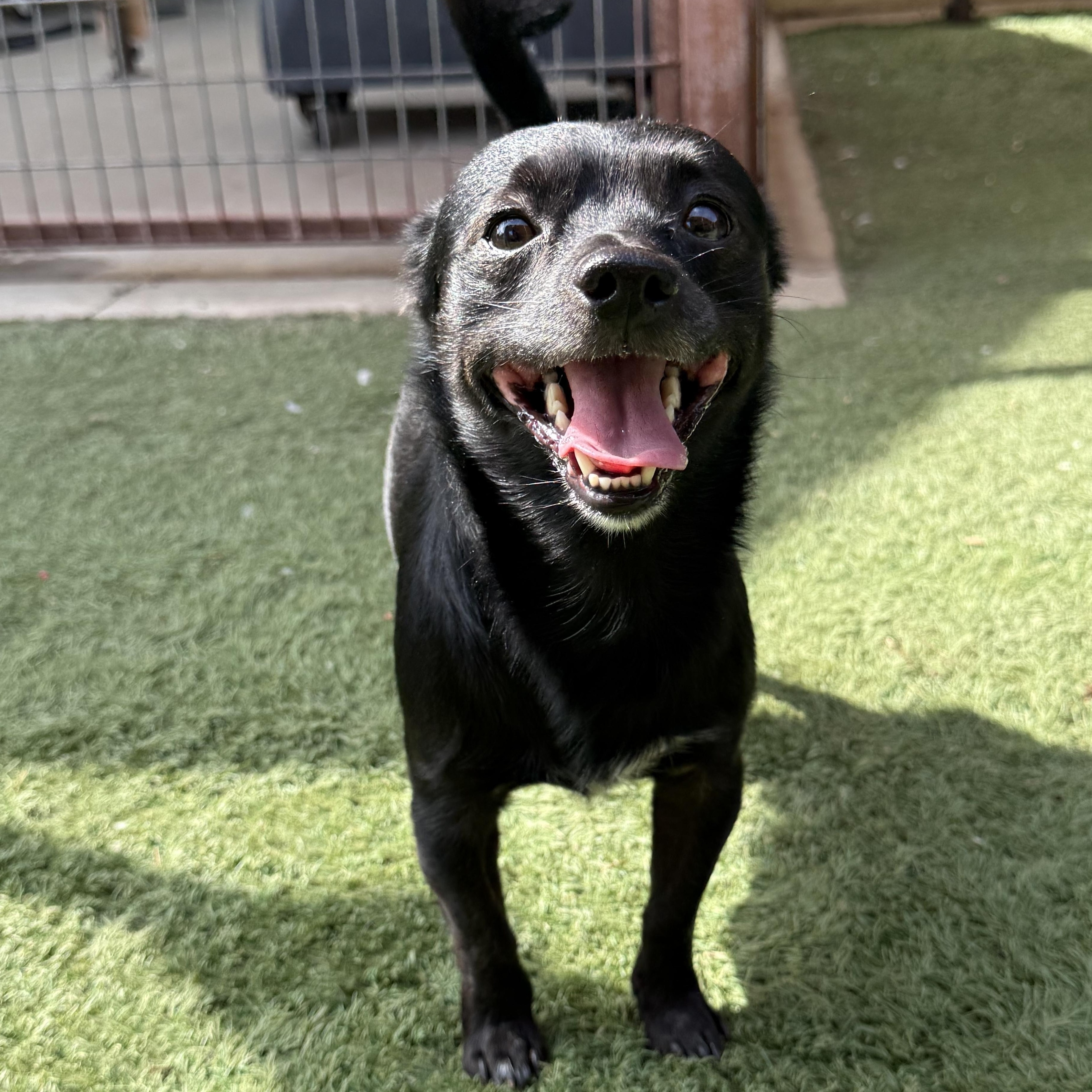 Enlarge Romeo 2, a ADOPTABLE mixed breed in modesto, CA image 3/6