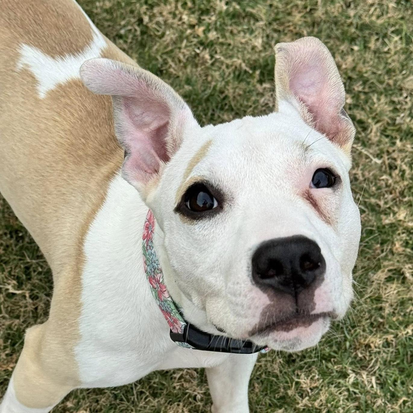 Enlarge Lenney Lou, a ADOPTABLE mixed breed in Bryan, TX image 4/4