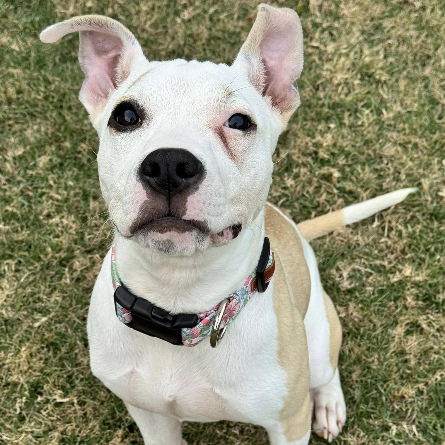 Enlarge Lenney Lou, a ADOPTABLE mixed breed in Bryan, TX image 1/4