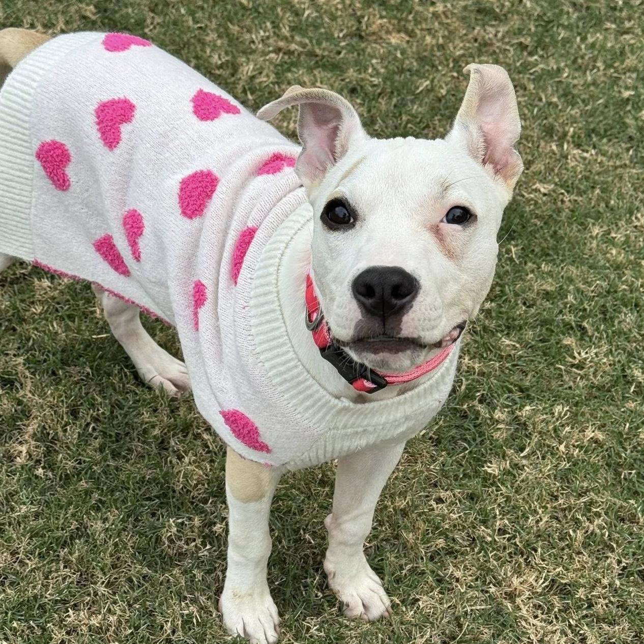 Enlarge Lenney Lou, a ADOPTABLE mixed breed in Bryan, TX image 3/4