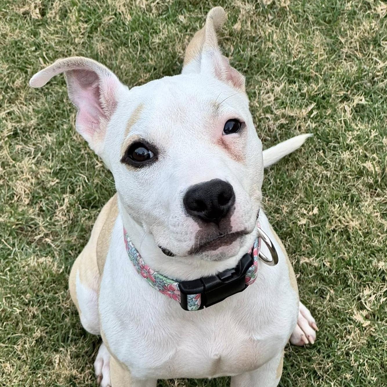 Enlarge Lenney Lou, a ADOPTABLE mixed breed in Bryan, TX image 2/4