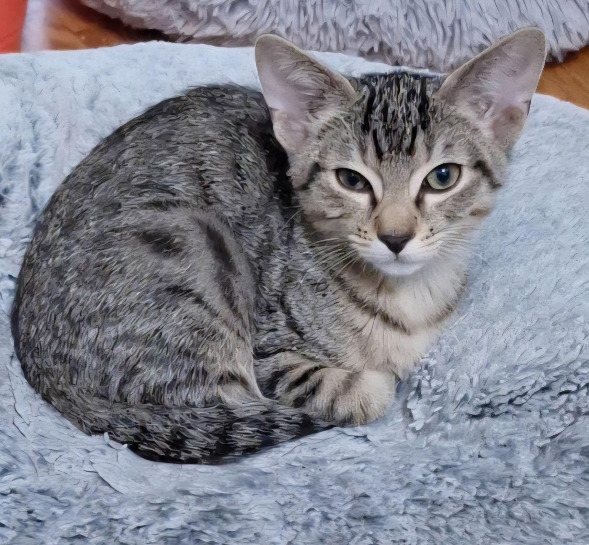 Morgan, Adoptable, Kitten Female Domestic Short Hair.