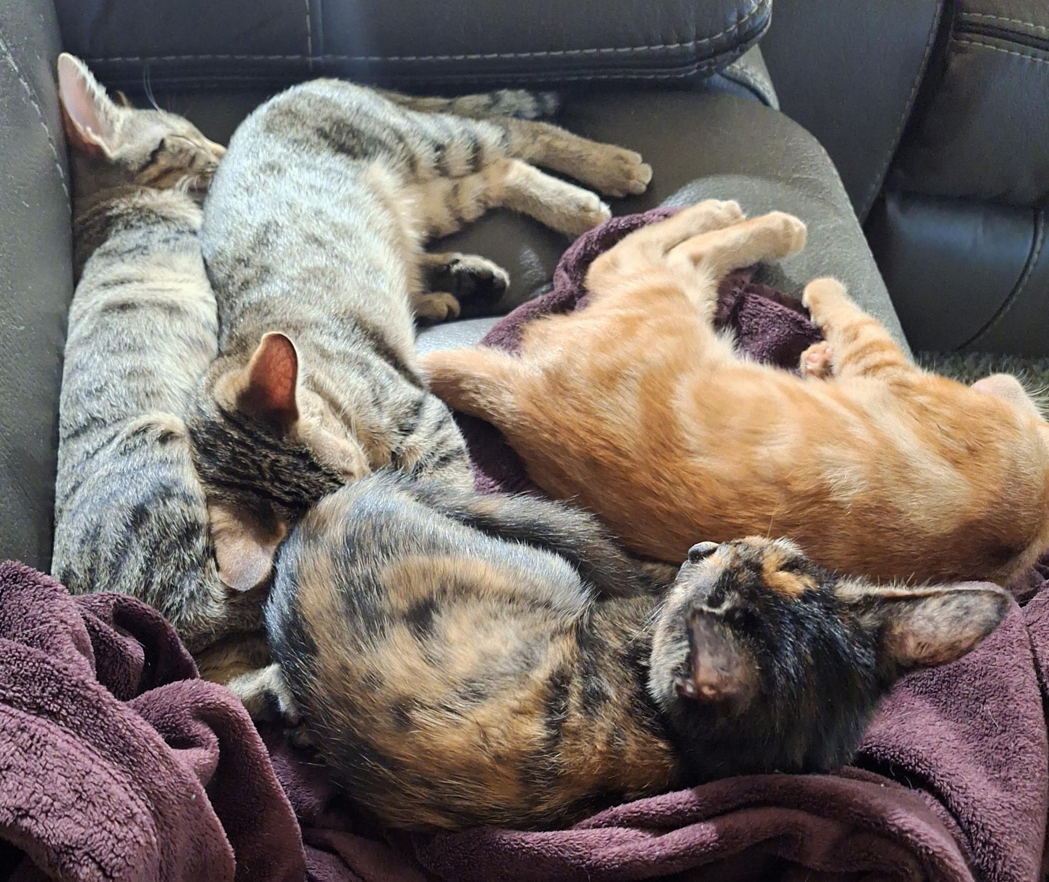 Morgan, a Adoptable mixed breed in Dyer, IN image 2/2