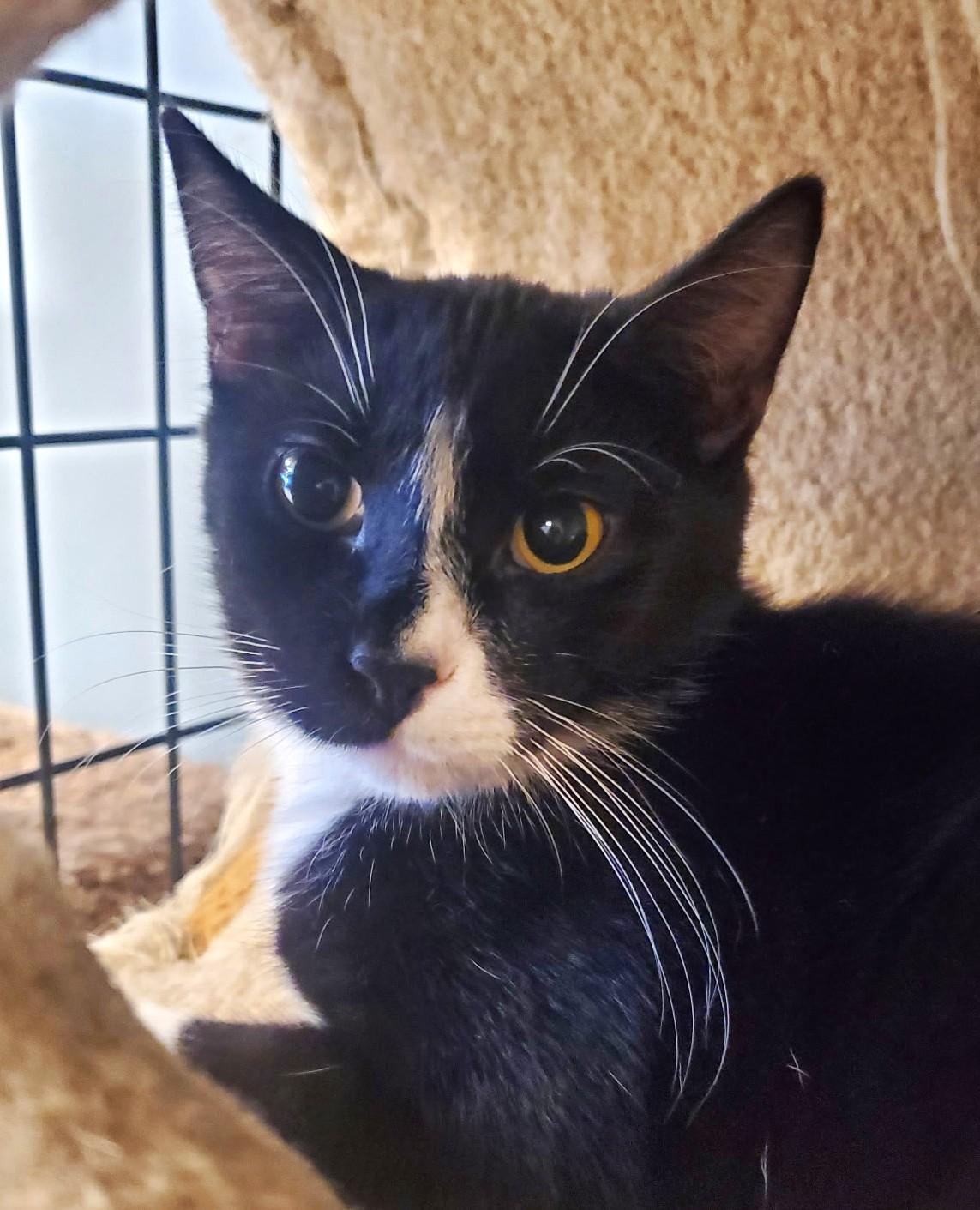 Bango, Adoptable, Adult Male Tuxedo.