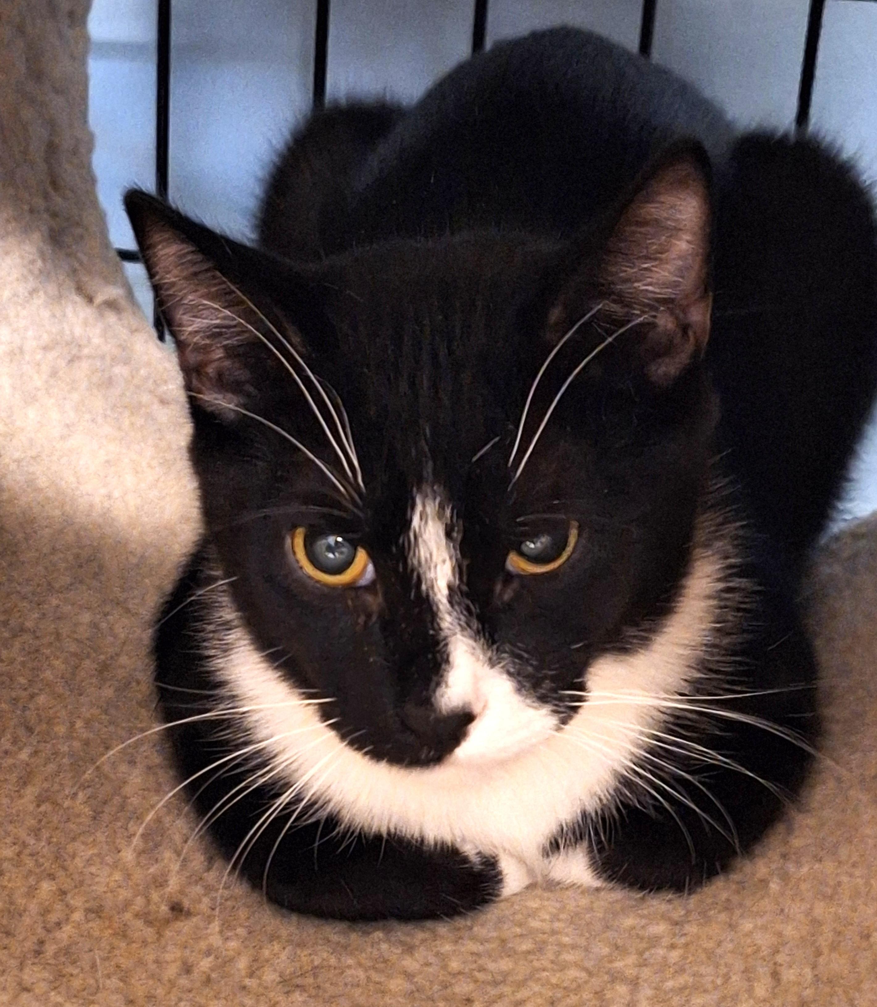 Enlarge Bango, a other mixed breed in Spokane, WA image 2/3