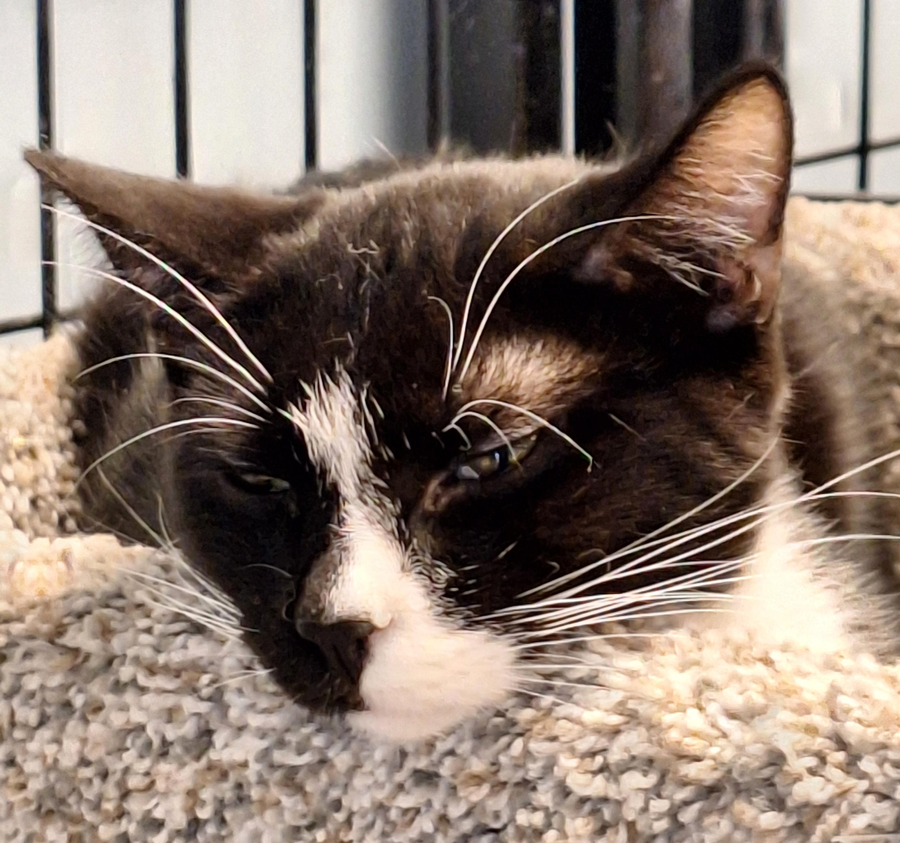 Enlarge Bango, a other mixed breed in Spokane, WA image 3/3