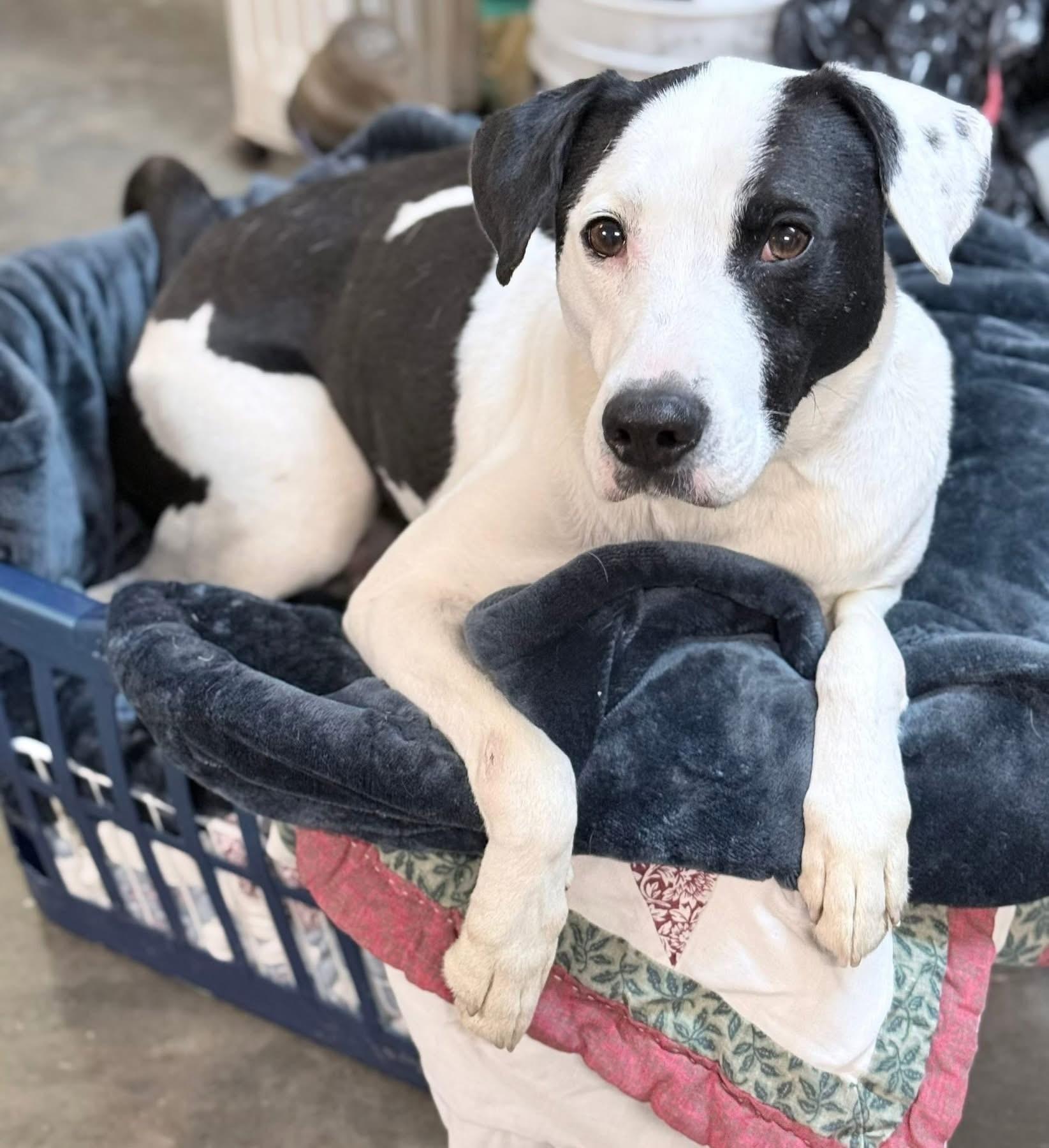 Buddy, an adopted Mixed Breed in South Kingstown, RI image 3/3