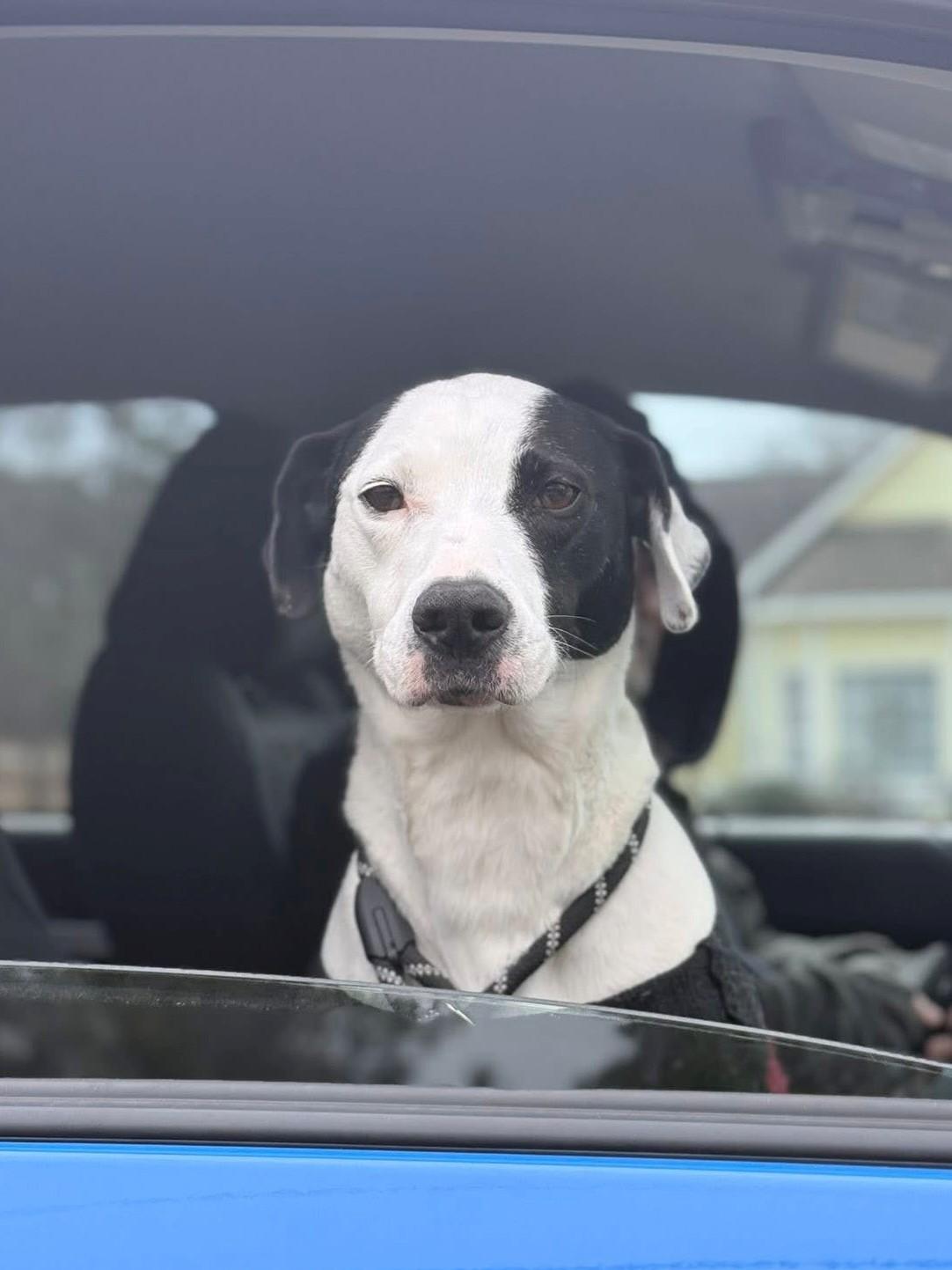 Buddy, adopted, Adult Male Mixed Breed.