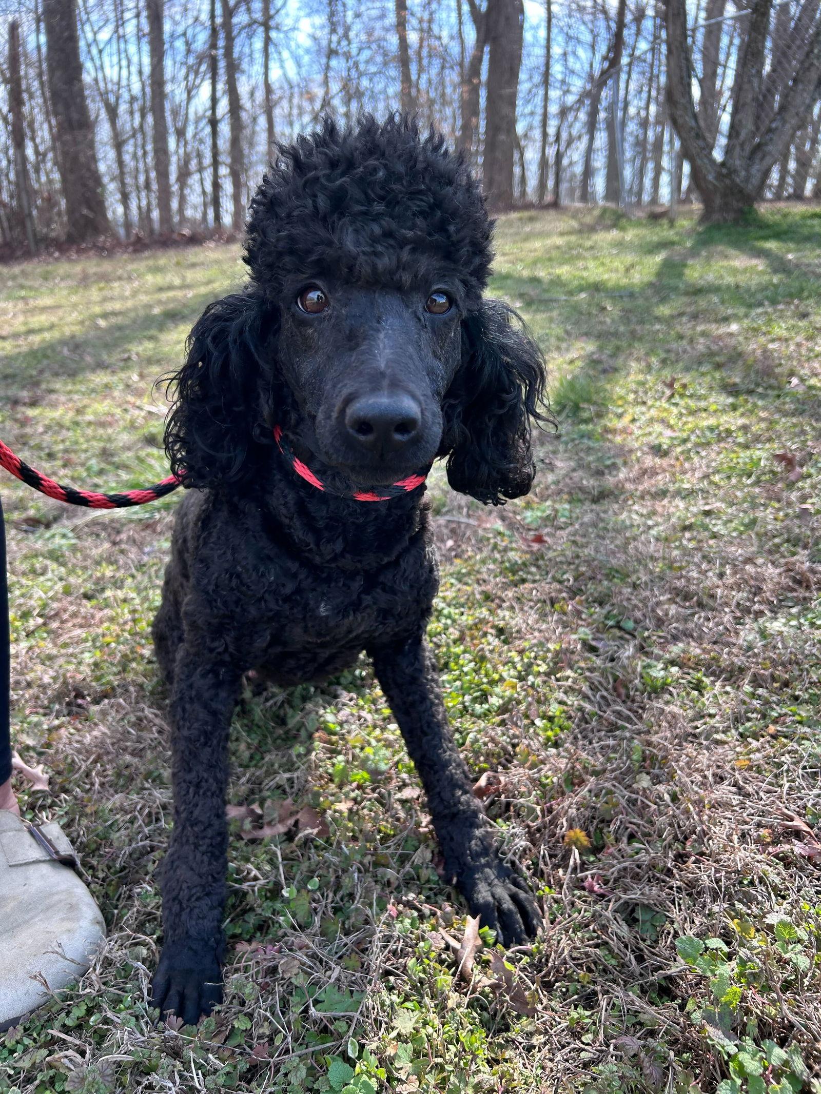 Enlarge Jetta Feb 26, a Adopted Poodle in Pacolet, SC image 1/3