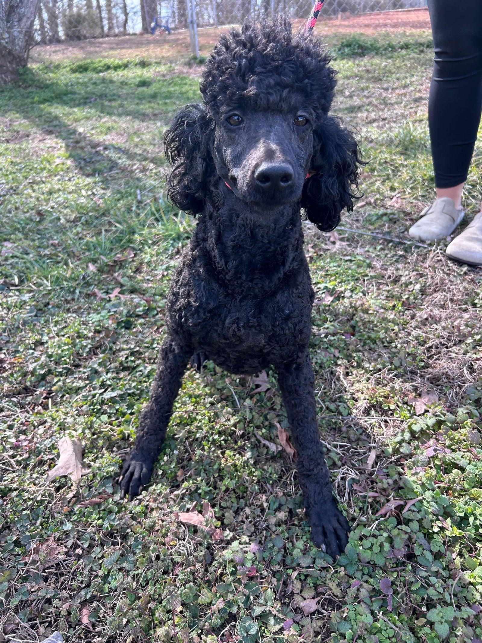 Enlarge Jetta Feb 26, a Adopted Poodle in Pacolet, SC image 3/3