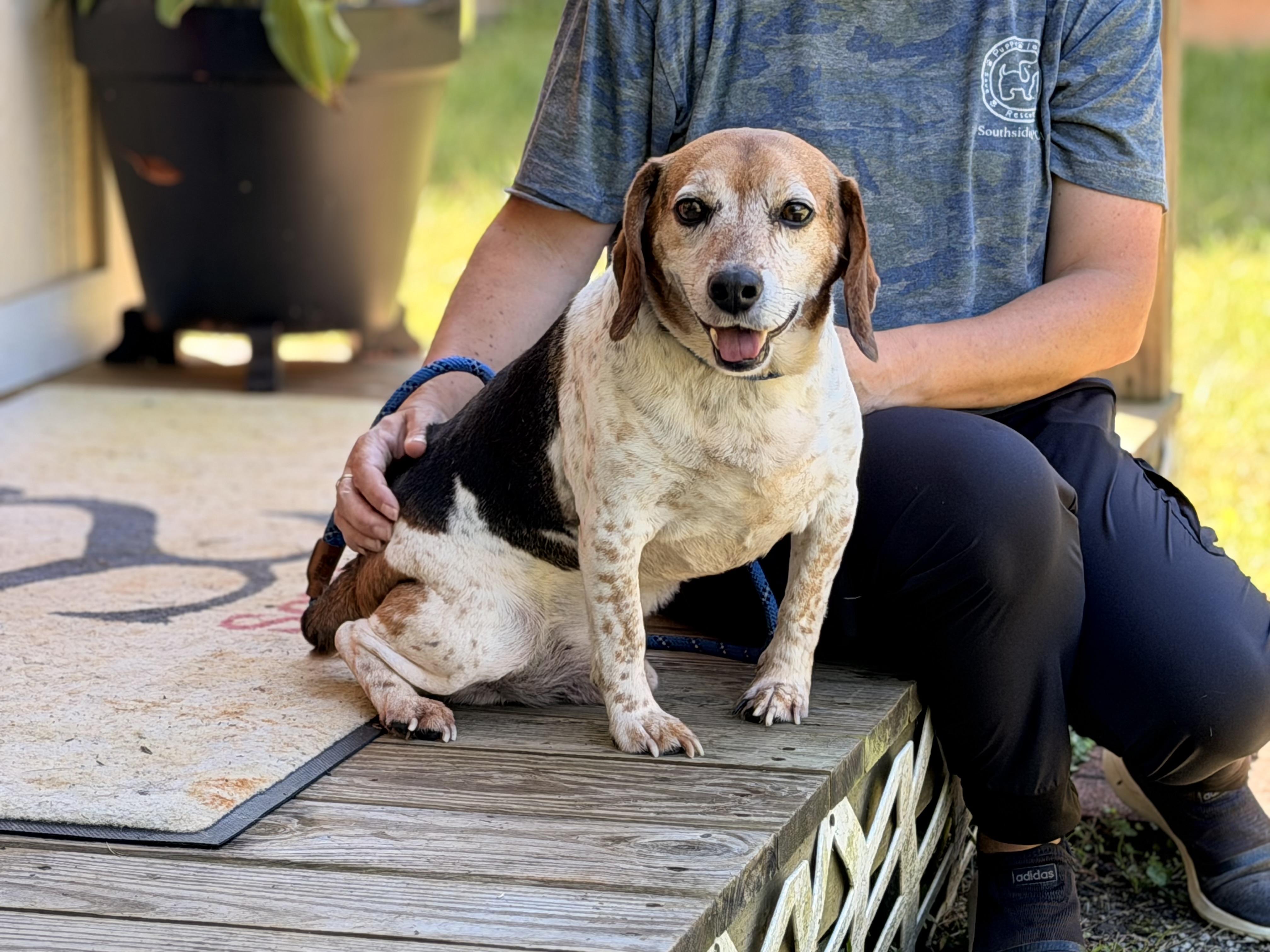 Enlarge Buddy, a Adoptable Beagle in Richmond, VA image 3/6