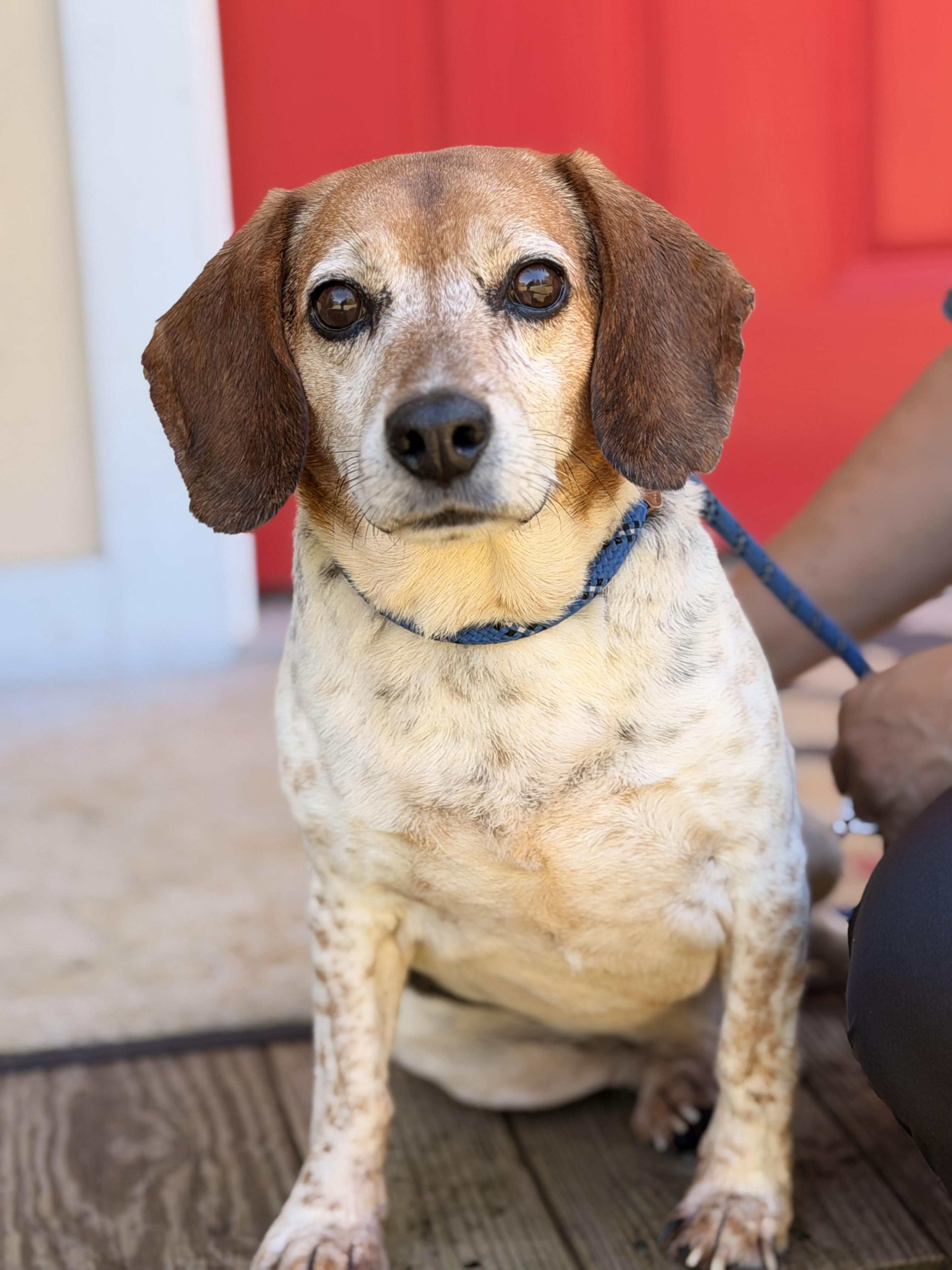 Enlarge Buddy, a Adoptable Beagle in Richmond, VA image 1/6