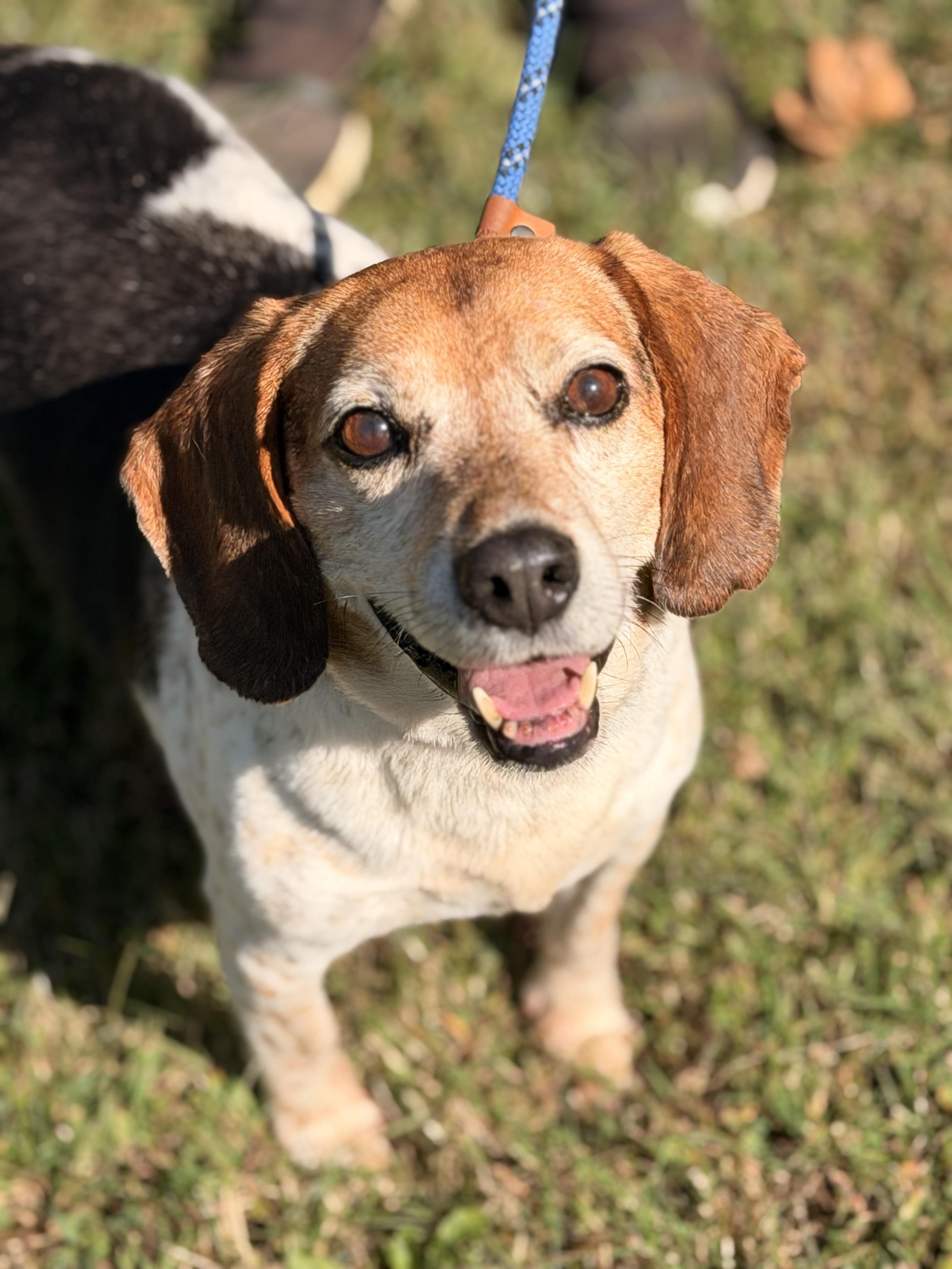 Enlarge Buddy, a Adoptable Beagle in Richmond, VA image 5/6