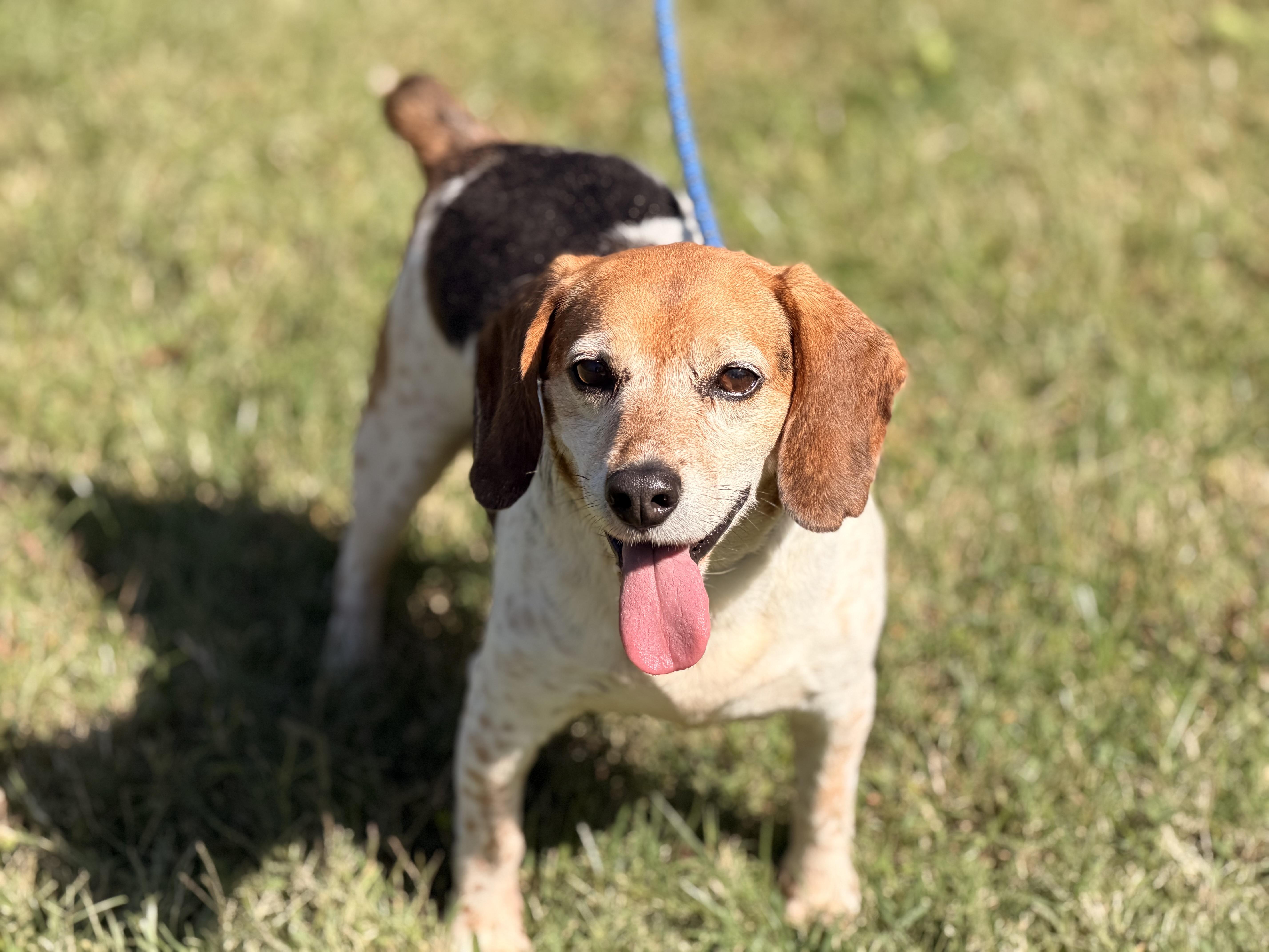 Enlarge Buddy, a Adoptable Beagle in Richmond, VA image 6/6