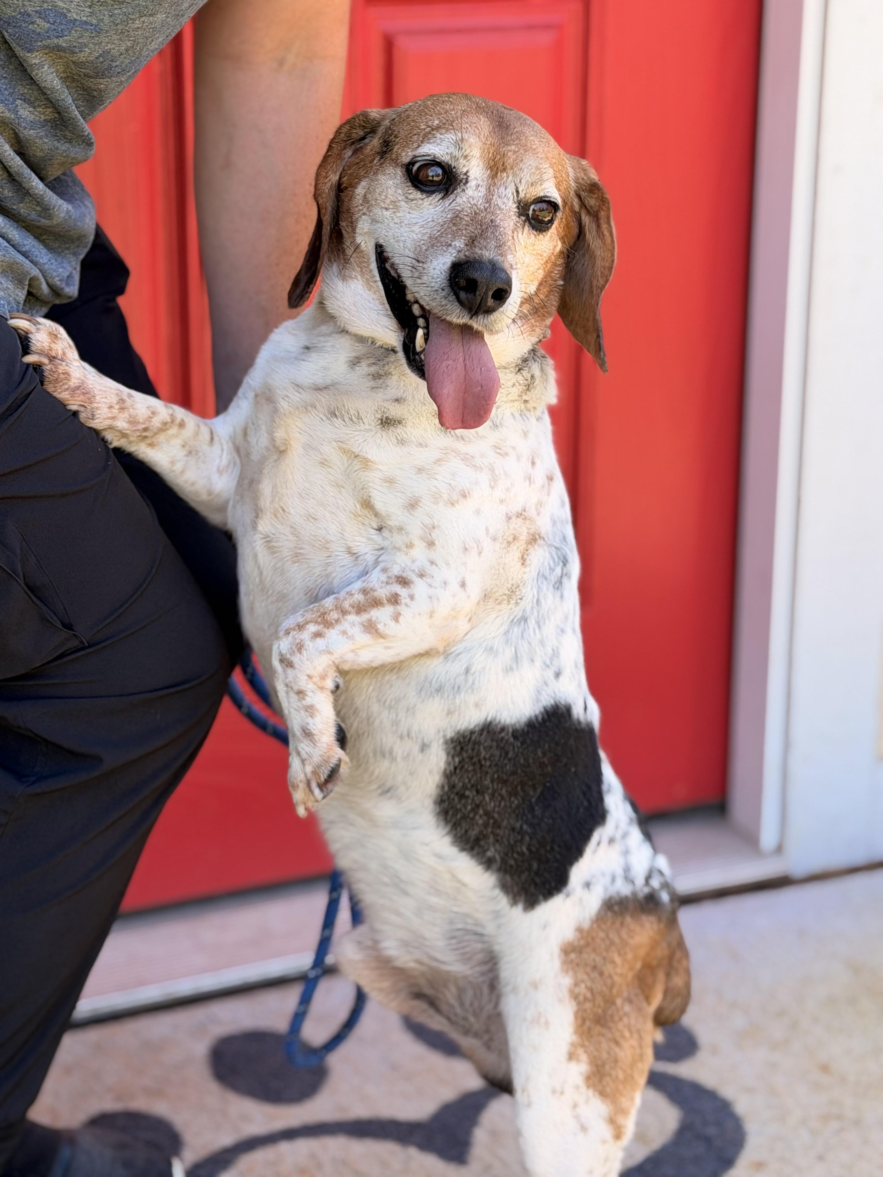 Enlarge Buddy, a Adoptable Beagle in Richmond, VA image 4/6