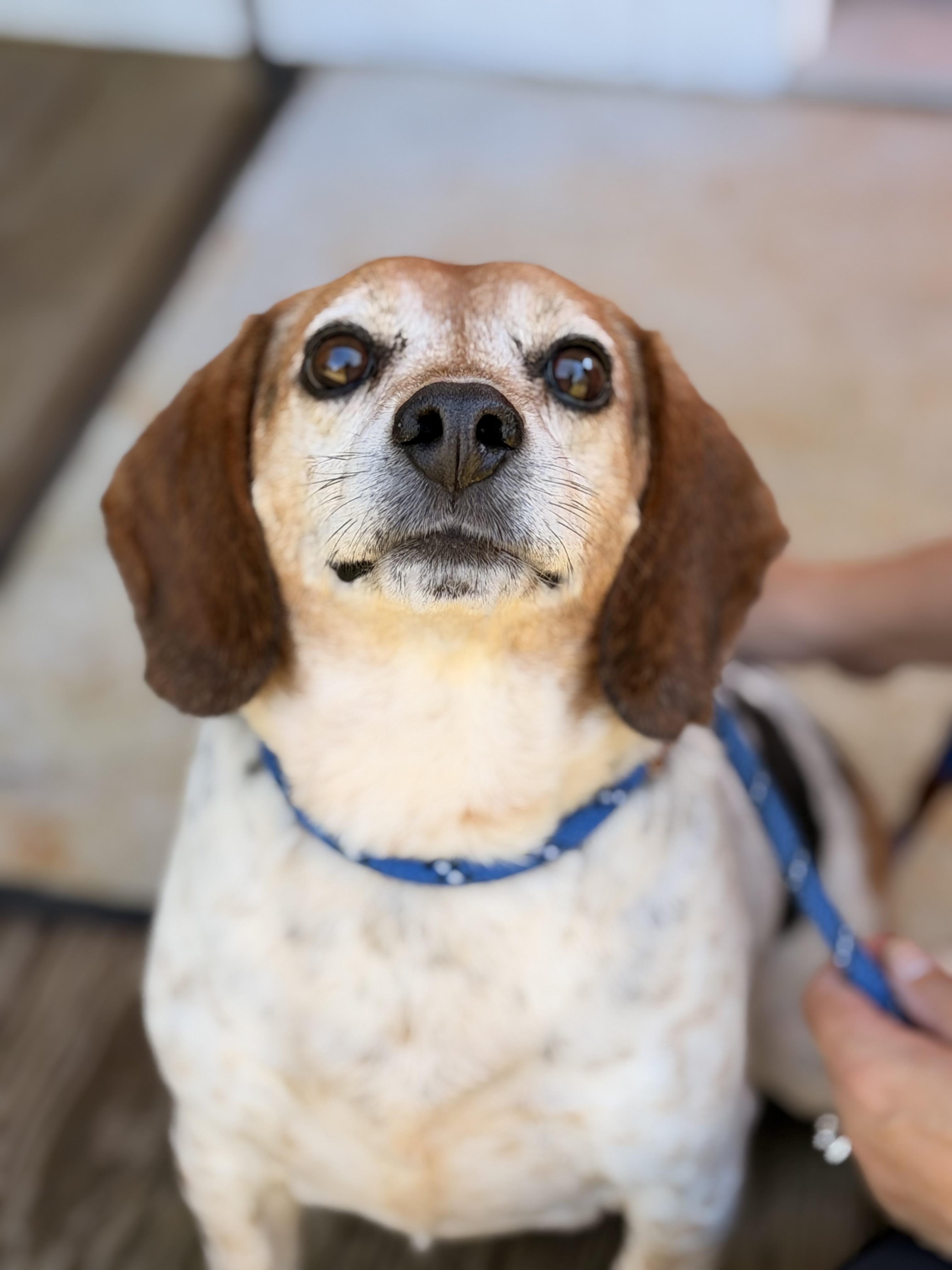 Enlarge Buddy, a Adoptable Beagle in Richmond, VA image 2/6