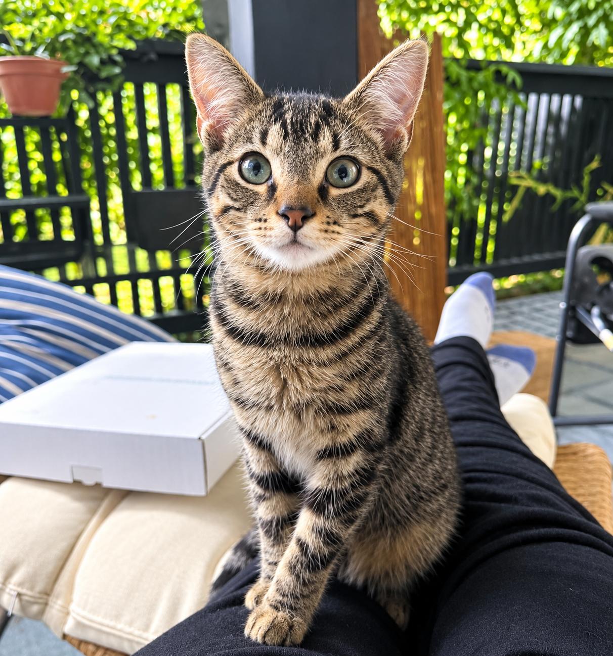Fennec, Adopted, Kitten Male Domestic Short Hair.