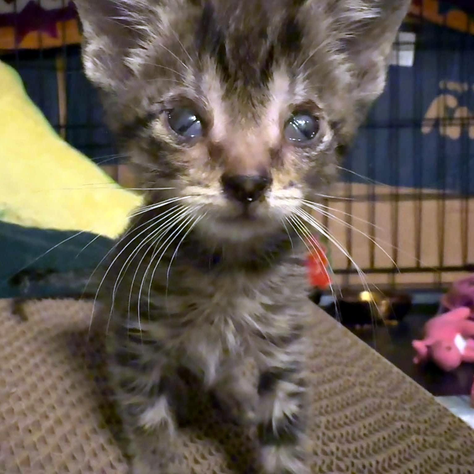 Enlarge Fennec, a Adopted Domestic Short Hair in Pittsburgh, PA image 6/6
