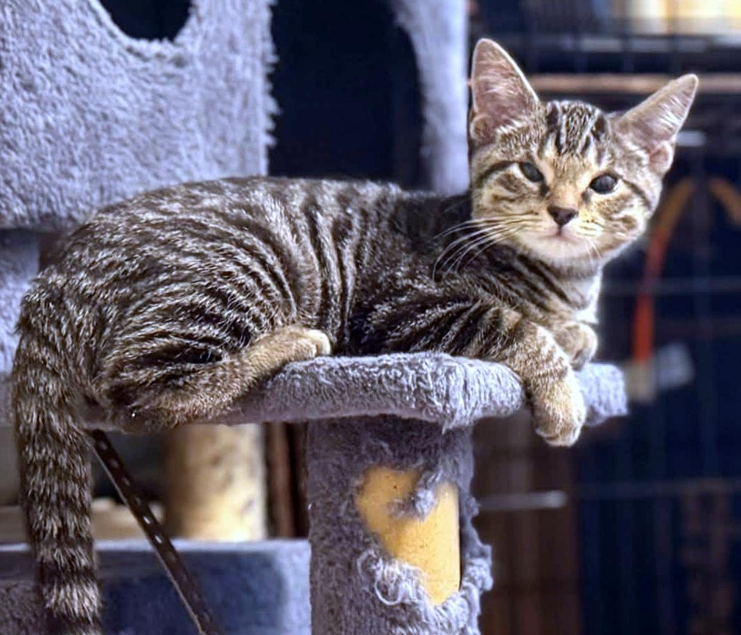 Enlarge Fennec, a Adopted Domestic Short Hair in Pittsburgh, PA image 5/6