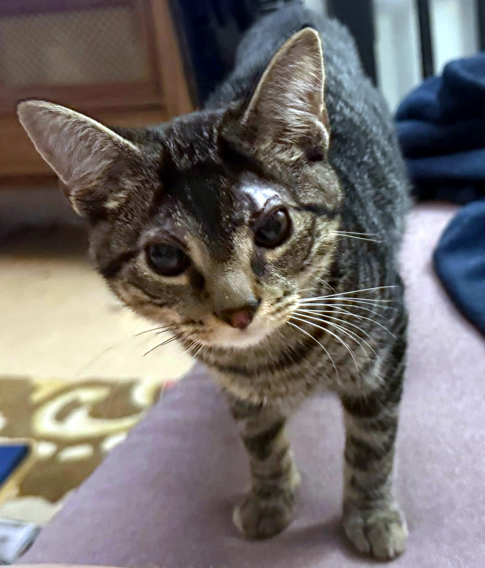 Enlarge Fennec, a Adopted Domestic Short Hair in Pittsburgh, PA image 4/6