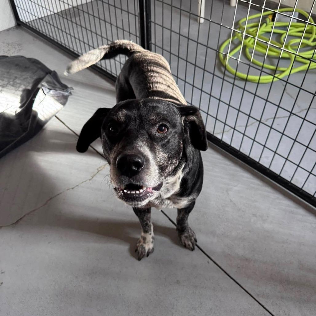 Roscoe, a Adoptable Australian Cattle Dog / Blue Heeler in Blair, WI image 1/3