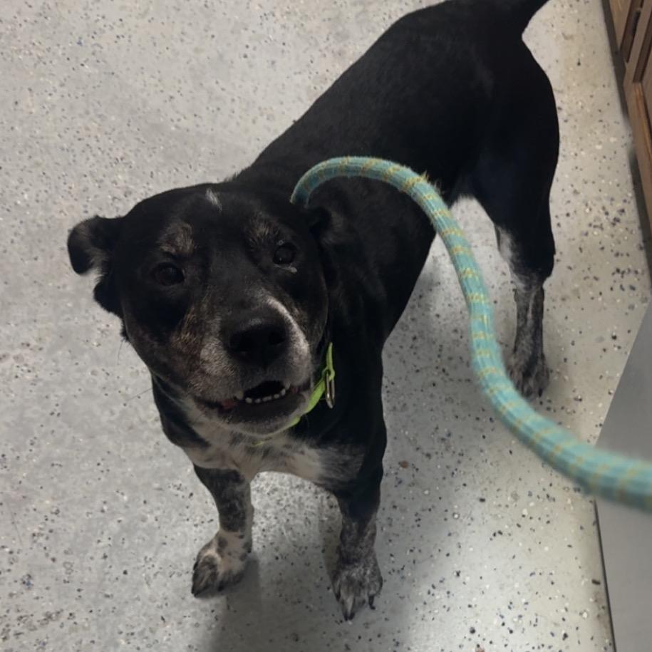 Roscoe, a Adoptable Australian Cattle Dog / Blue Heeler in Blair, WI image 3/3