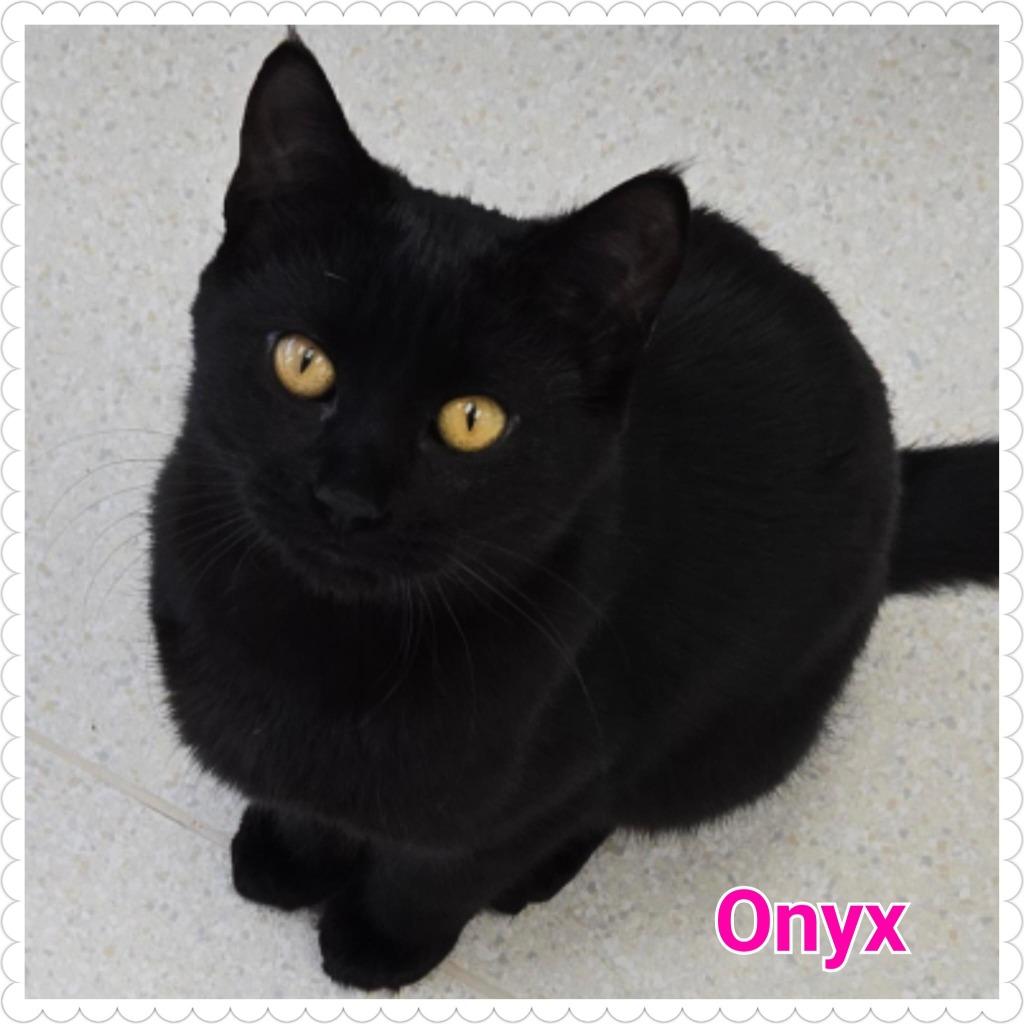 Enlarge Onyx, a Adoptable mixed breed in North Saint Paul, MN image 1/6