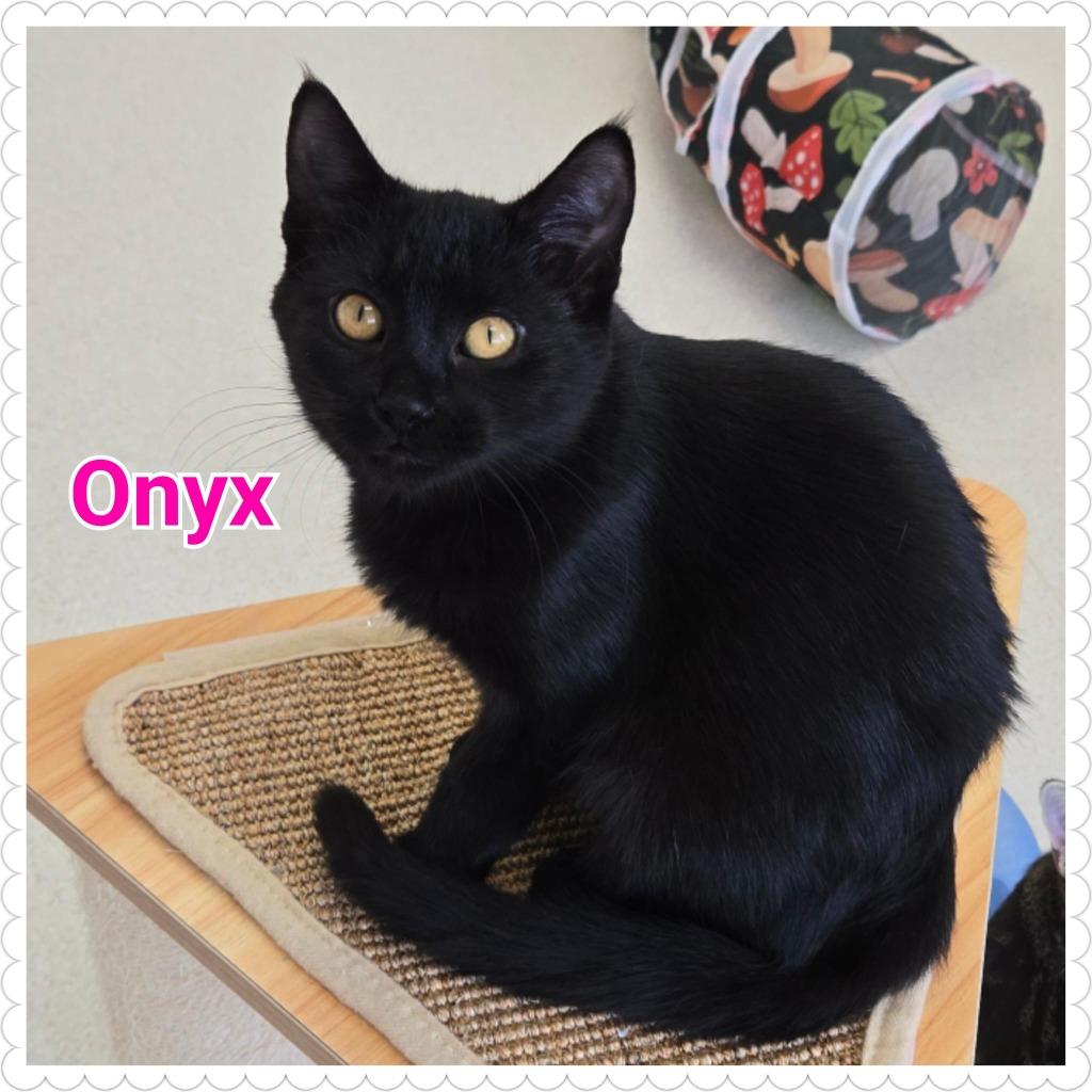 Enlarge Onyx, a Adoptable mixed breed in North Saint Paul, MN image 2/6