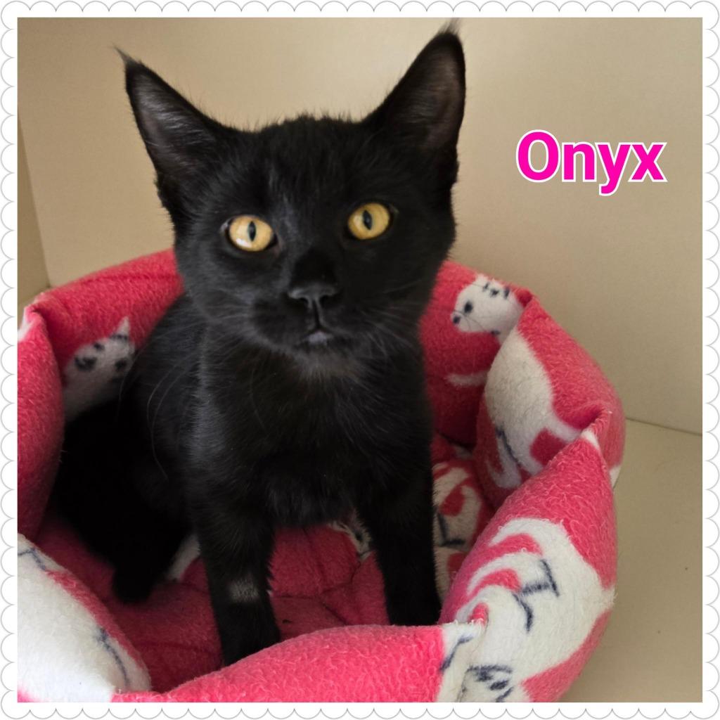 Enlarge Onyx, a Adoptable mixed breed in North Saint Paul, MN image 3/6