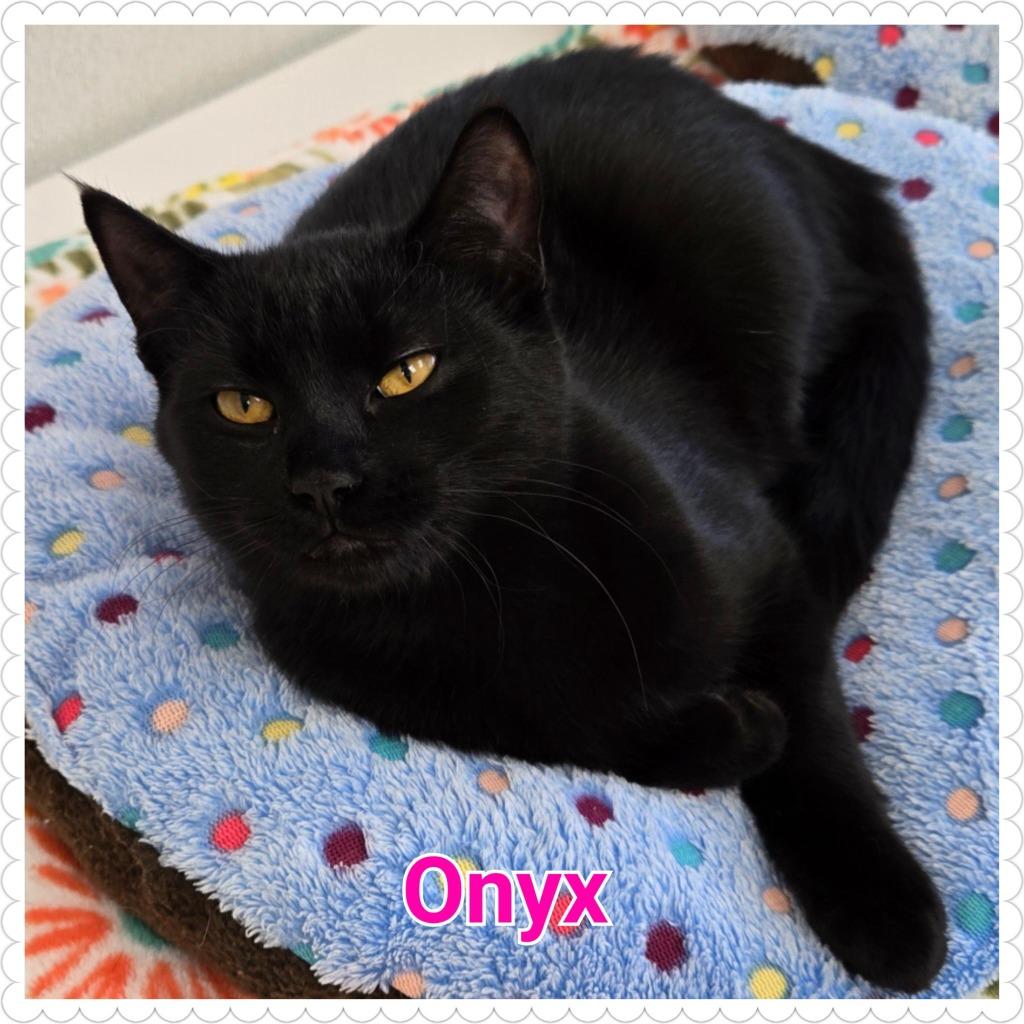 Enlarge Onyx, a Adoptable mixed breed in North Saint Paul, MN image 4/6