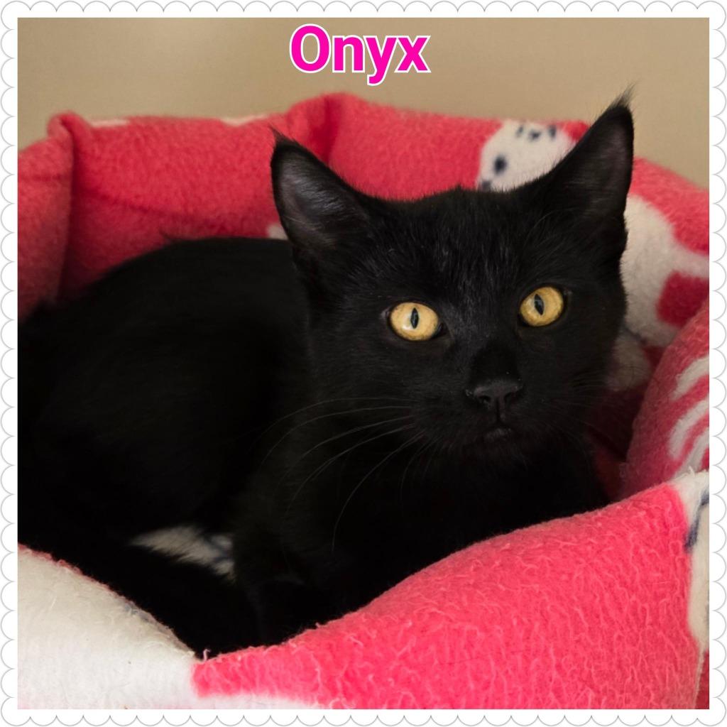 Enlarge Onyx, a Adoptable mixed breed in North Saint Paul, MN image 5/6