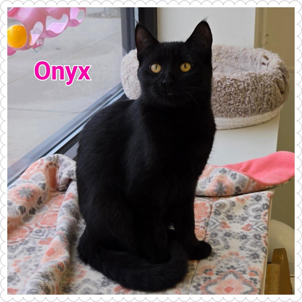 Enlarge Onyx, a Adoptable mixed breed in North Saint Paul, MN image 6/6