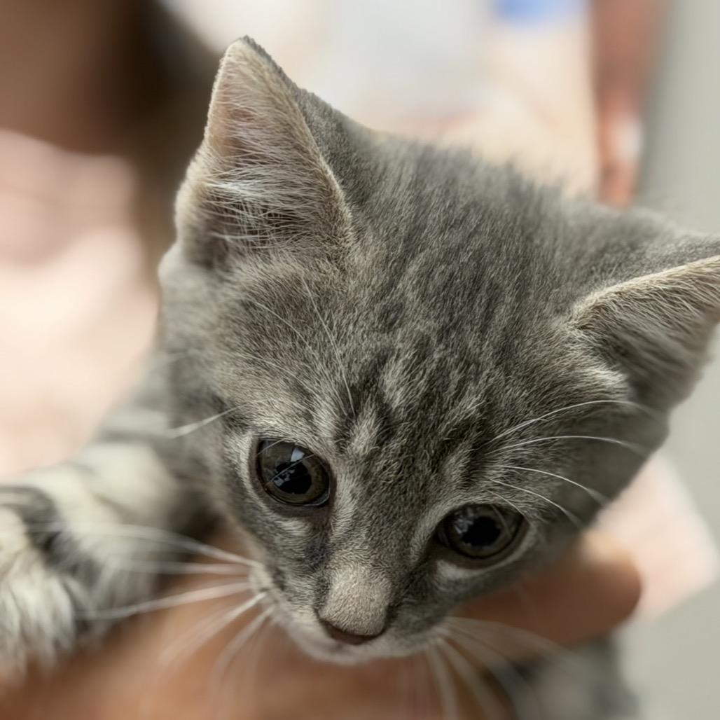 Enlarge Bernard, a Adoptable Domestic Short Hair in Midland, TX image 1/1