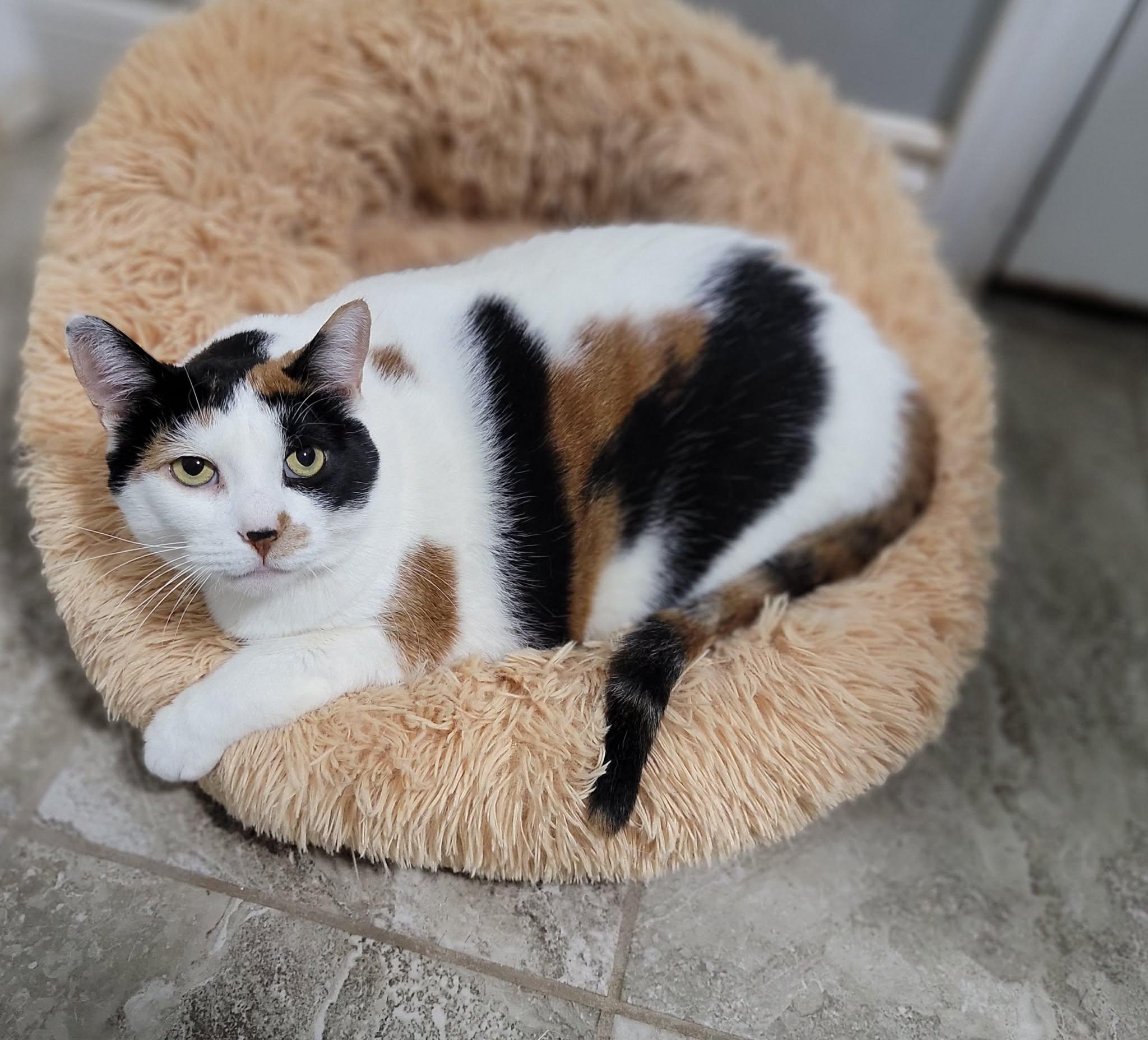Eadie, ADOPTABLE, Adult Female Calico.