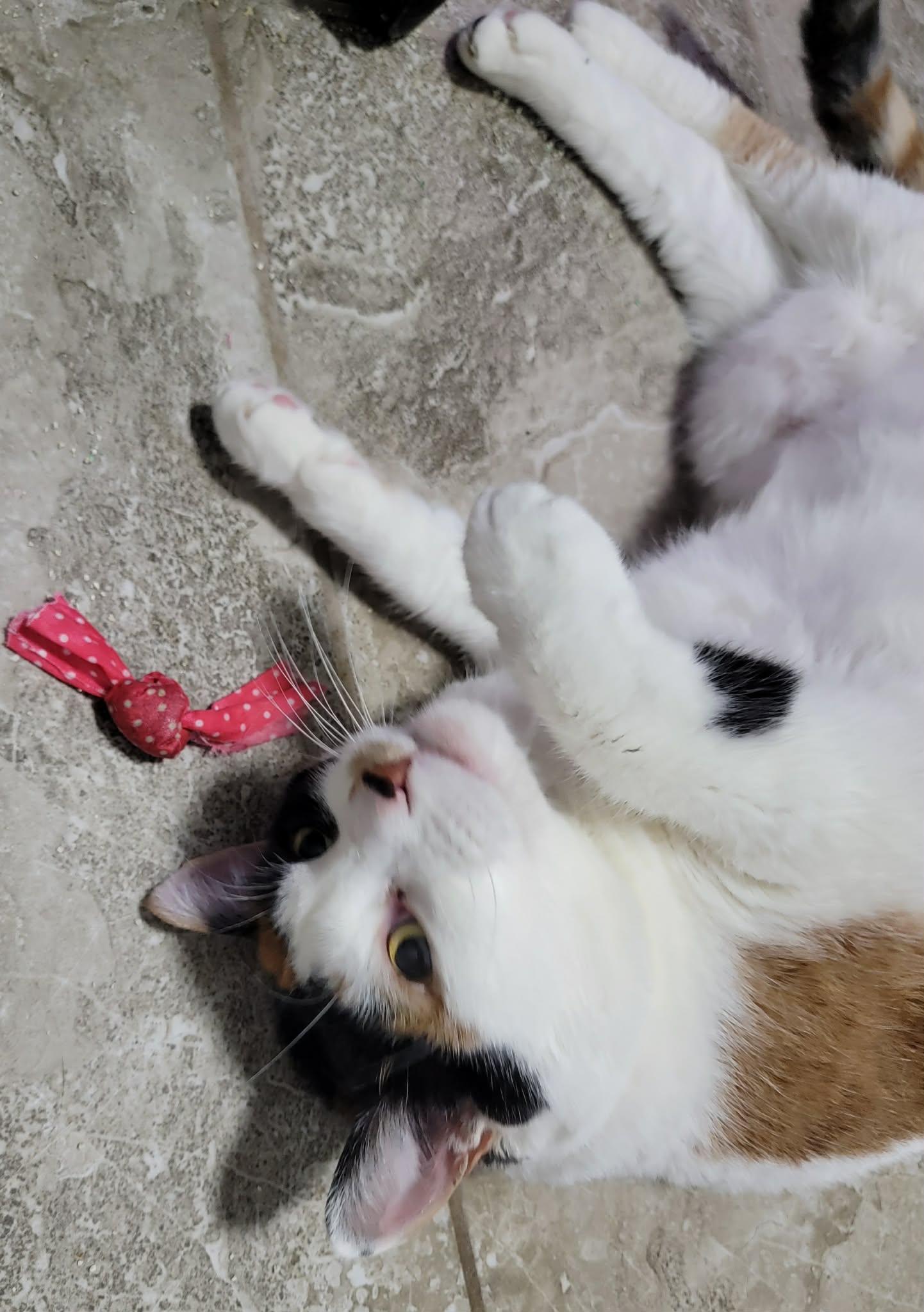 Enlarge Eadie, a ADOPTABLE Calico in Shakespeare, ON image 2/2