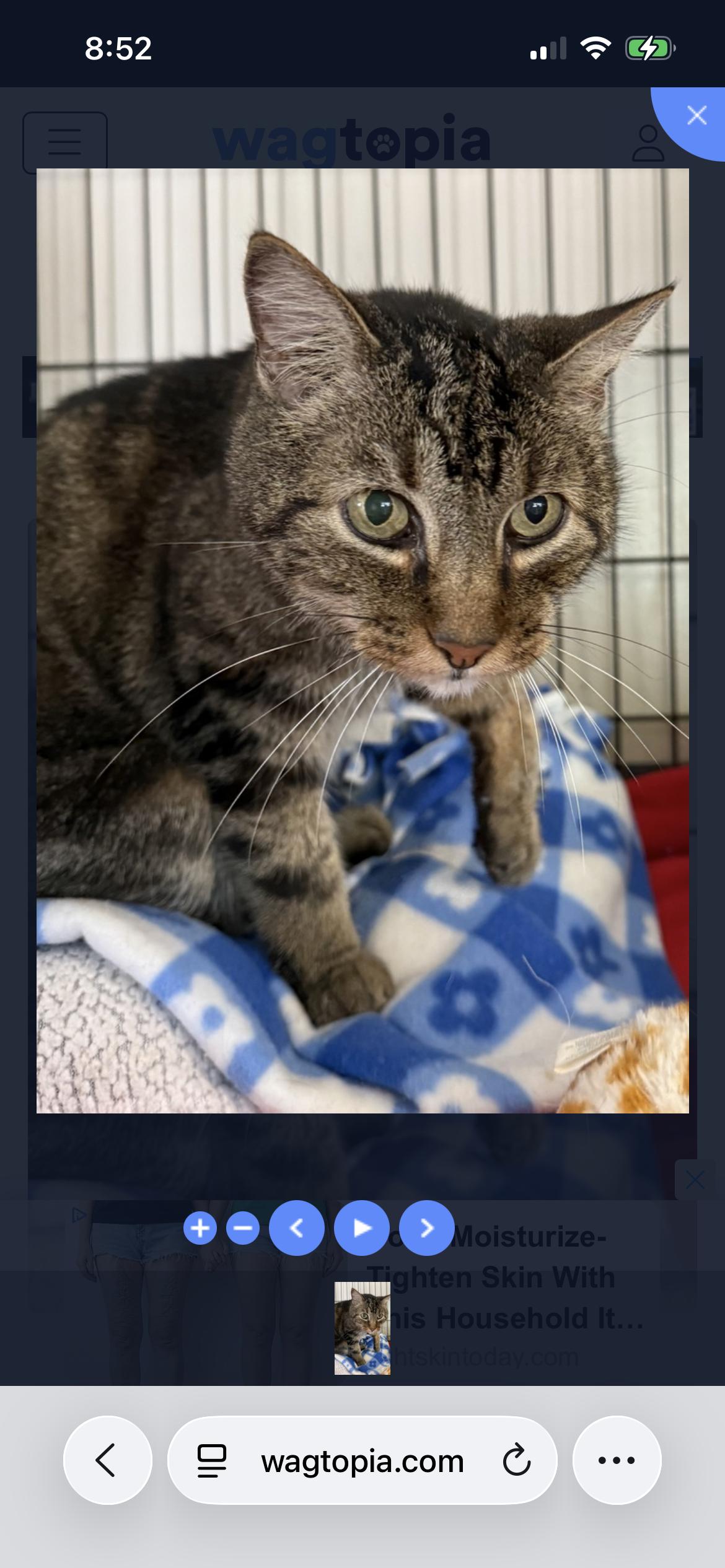 Benson, adopted, Senior Male Domestic Short Hair & Tabby.