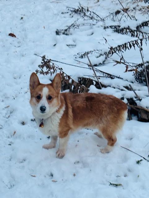 Dave aka Dolby, Adoptable, Adult Male Corgi.