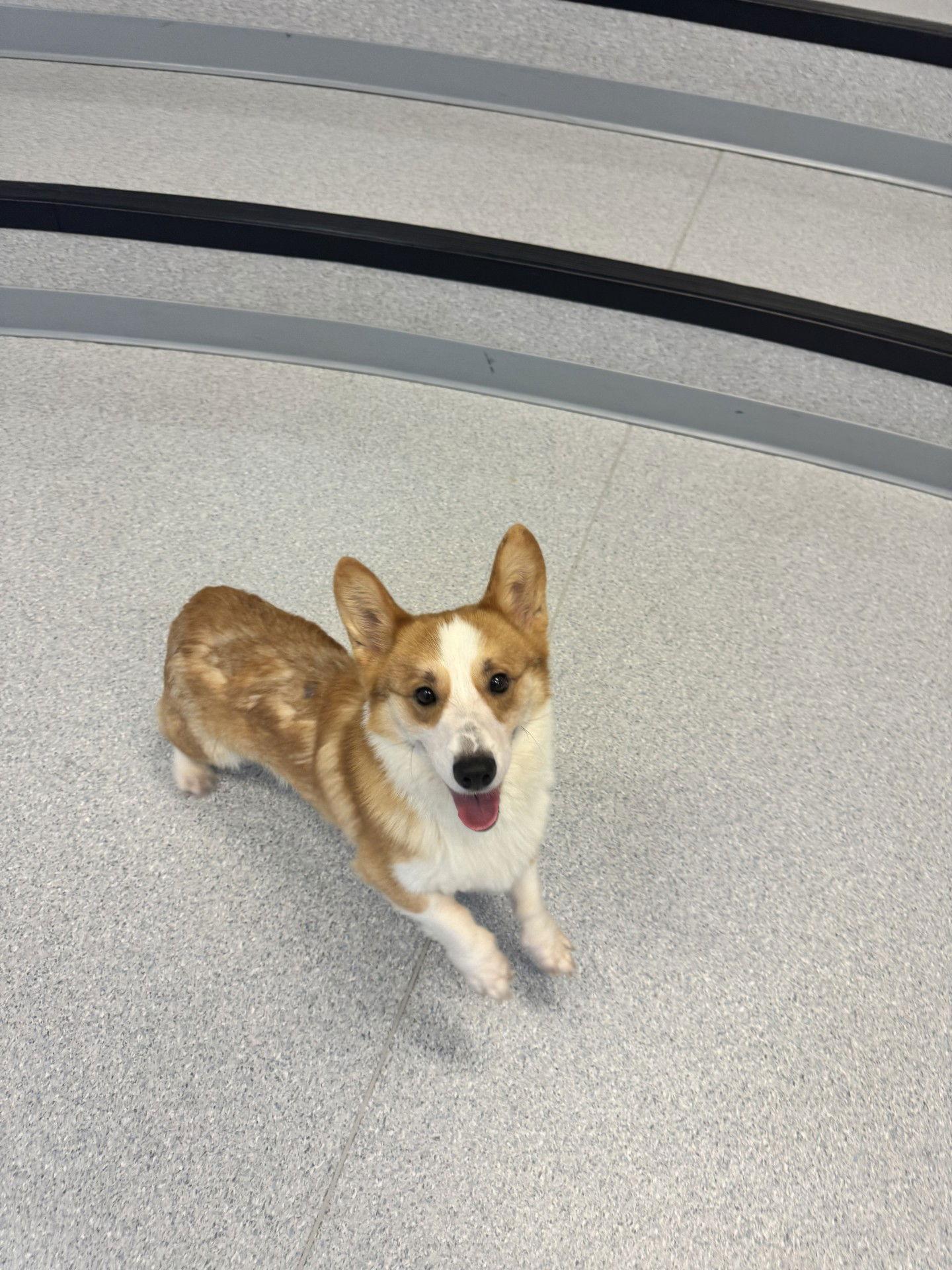 Enlarge Dave aka Dolby, a Adoptable Corgi in Etobicoke, ON image 2/3