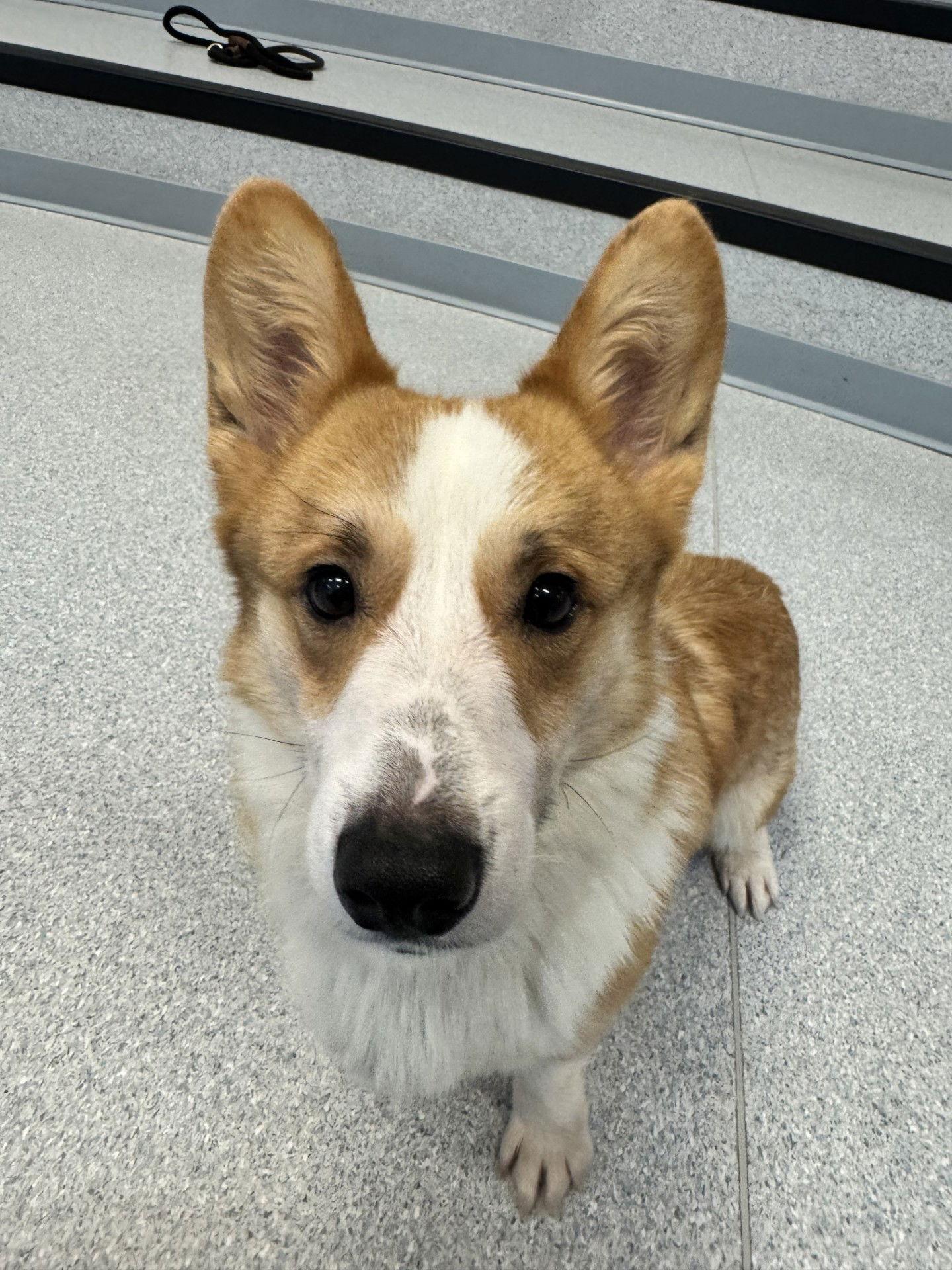 Enlarge Dave aka Dolby, a Adoptable Corgi in Etobicoke, ON image 3/3