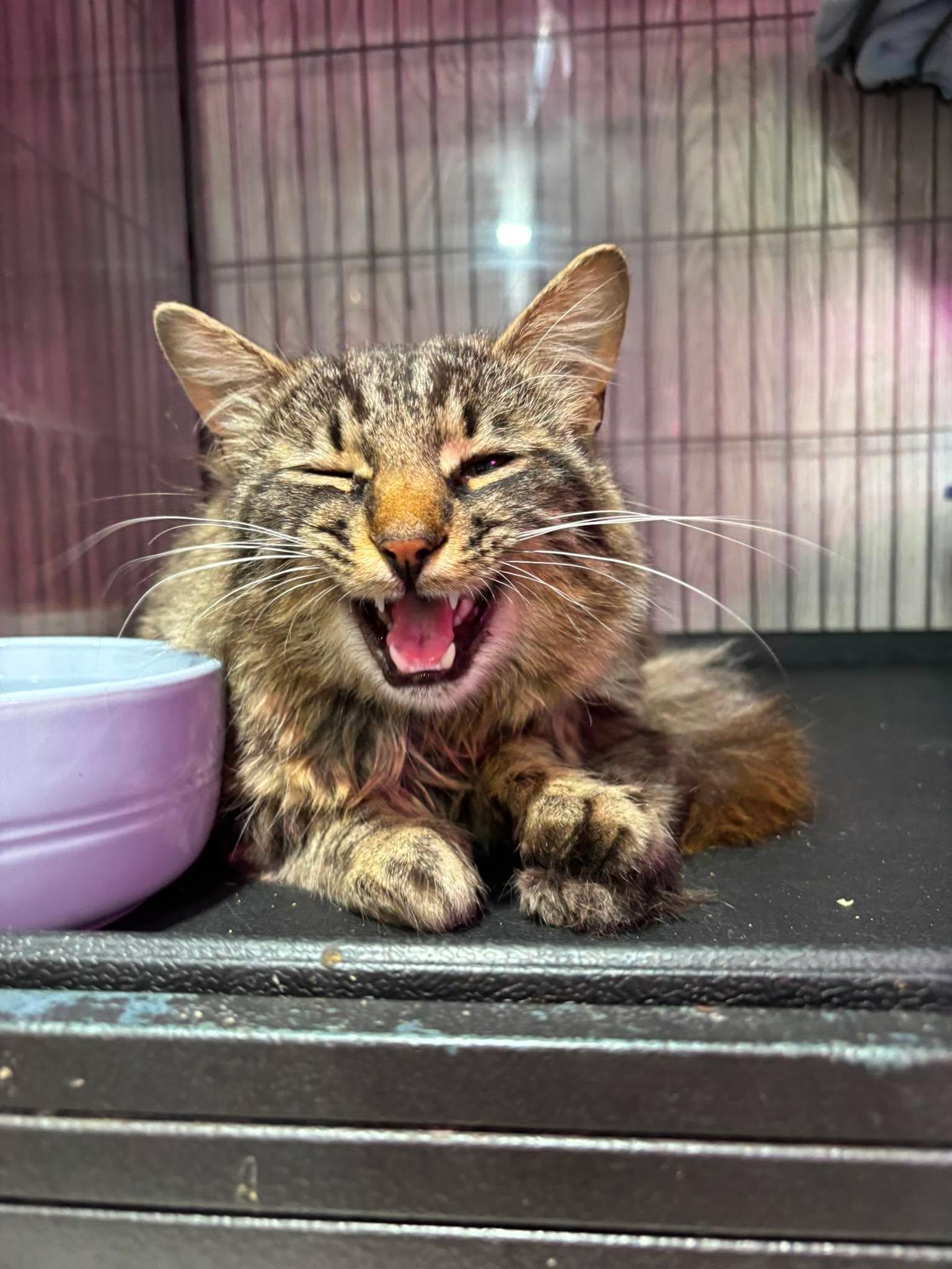 Enlarge CHRISTIAN, an adopted Domestic Medium Hair in Tillsonburg, ON image 1/3