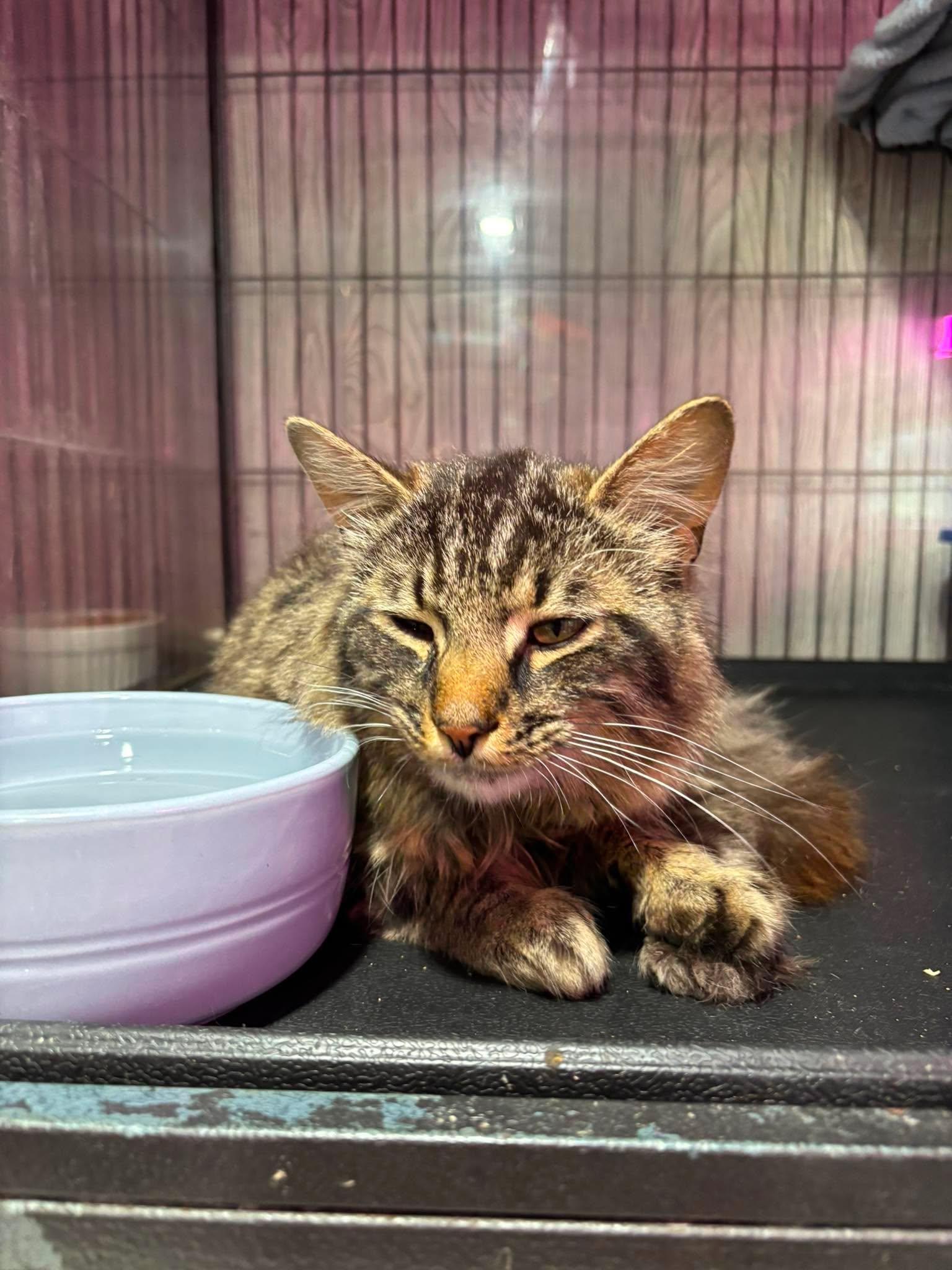Enlarge CHRISTIAN, an adopted Domestic Medium Hair in Tillsonburg, ON image 3/3