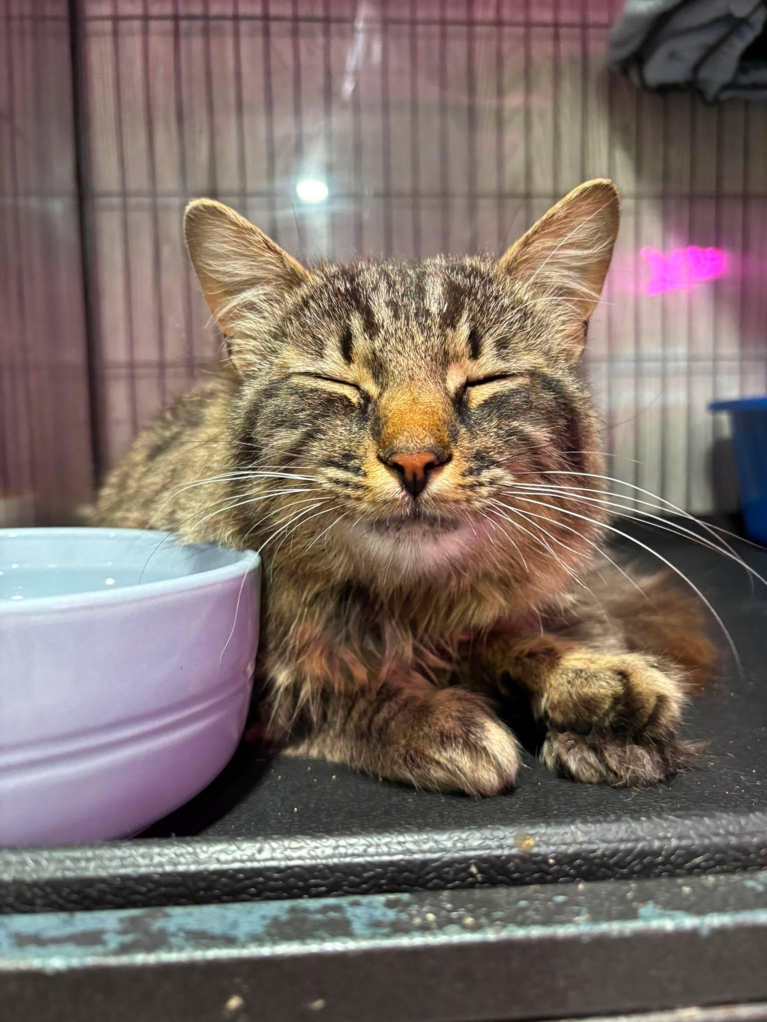 Enlarge CHRISTIAN, an adopted Domestic Medium Hair in Tillsonburg, ON image 2/3