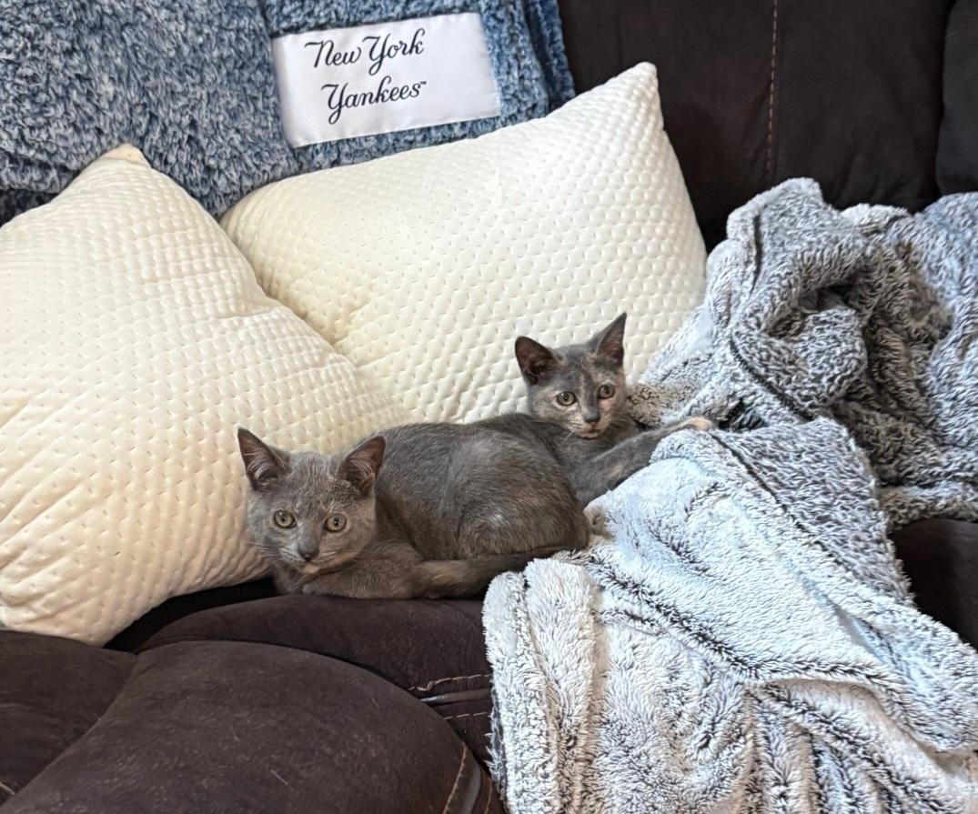 Flopsy & Mopsy, Adoptable, Kitten Female Domestic Short Hair.