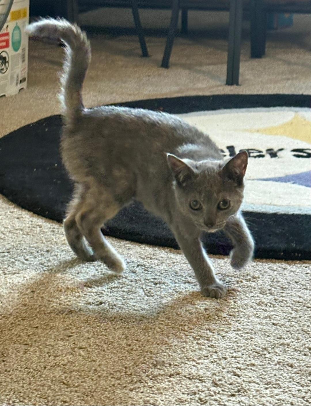 Enlarge Flopsy & Mopsy, a Adoptable Domestic Short Hair in Freemansburg, PA image 5/6