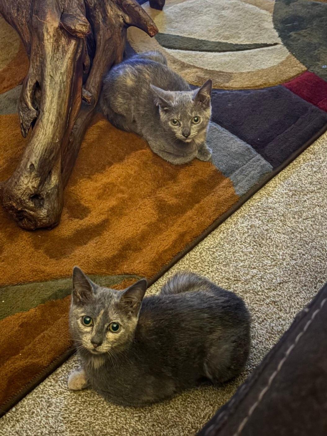 Enlarge Flopsy & Mopsy, a Adoptable Domestic Short Hair in Freemansburg, PA image 3/6