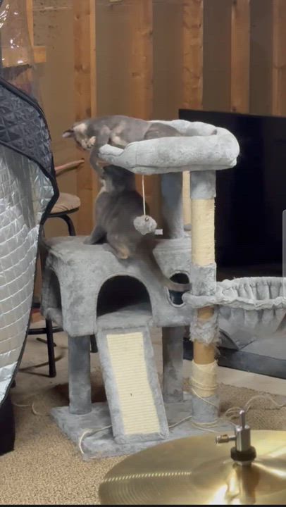 Enlarge Flopsy & Mopsy, a Adoptable Domestic Short Hair in Freemansburg, PA video 6/6