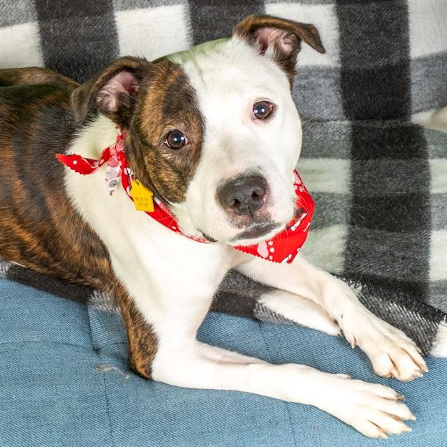 SOPHIA, Adoptable, Young Female Plott Hound & Mixed Breed.