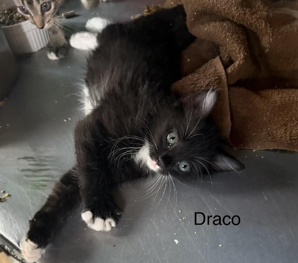 Draco, Adoptable, Kitten Male Domestic Medium Hair.